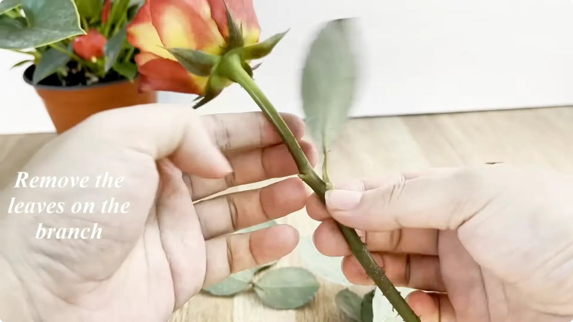 How This Simple Trick Helps Roses Root and Grow Fast screenshot 1