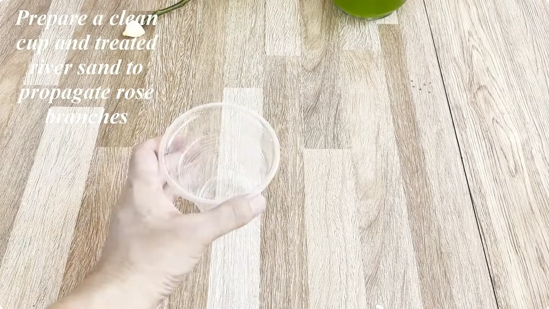 How This Simple Trick Helps Roses Root and Grow Fast screenshot 5