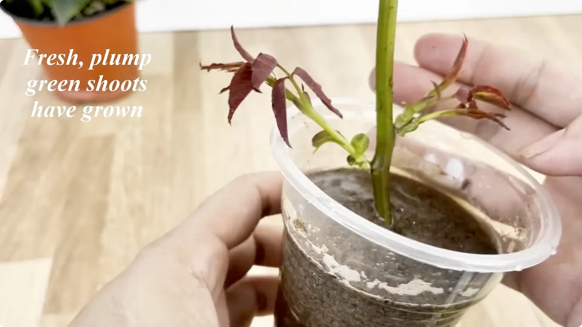 How This Simple Trick Helps Roses Root and Grow Fast screenshot 8