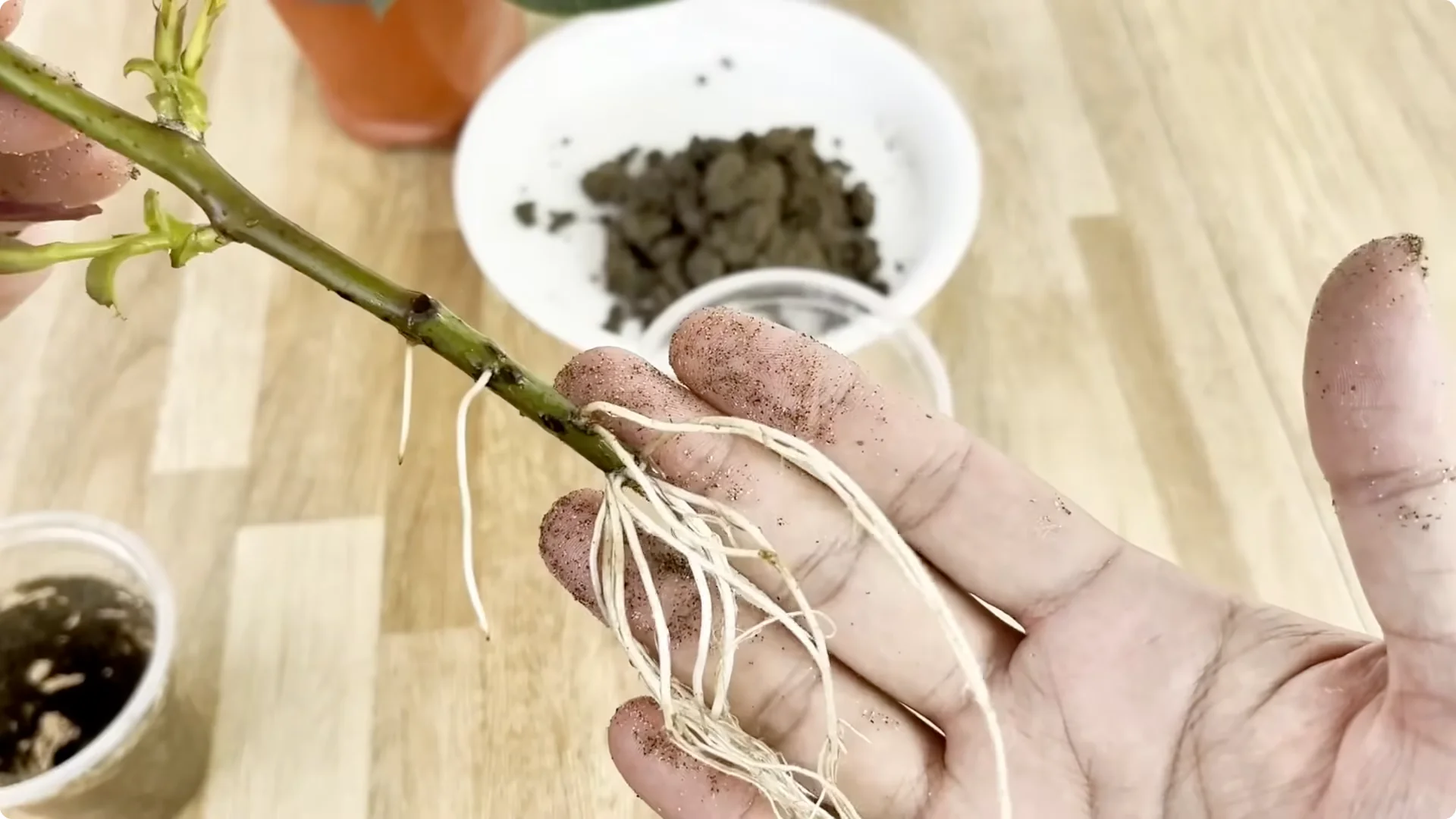 How This Simple Trick Helps Roses Root and Grow Fast screenshot 9