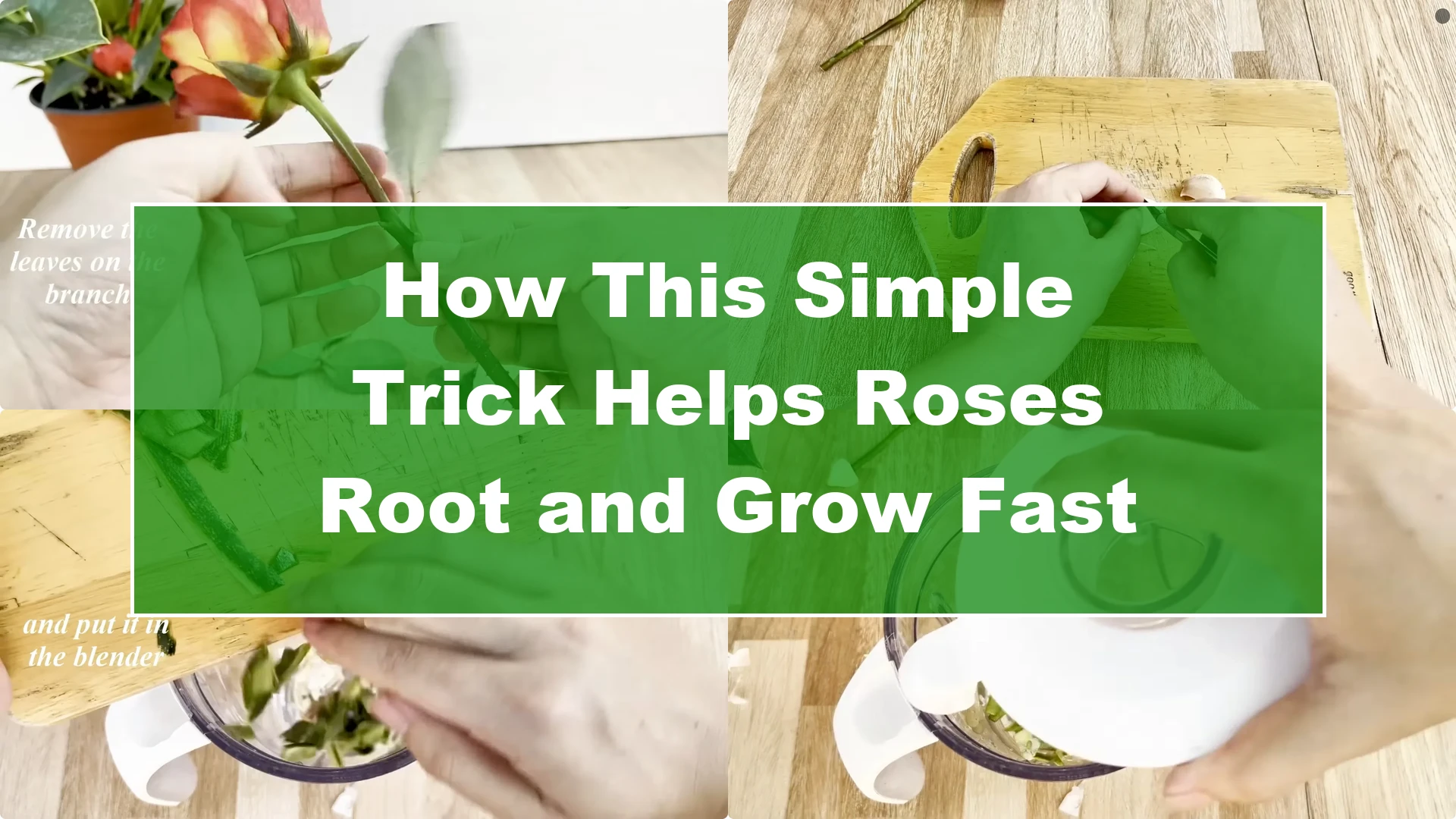 How This Simple Trick Helps Roses Root and Grow Fast