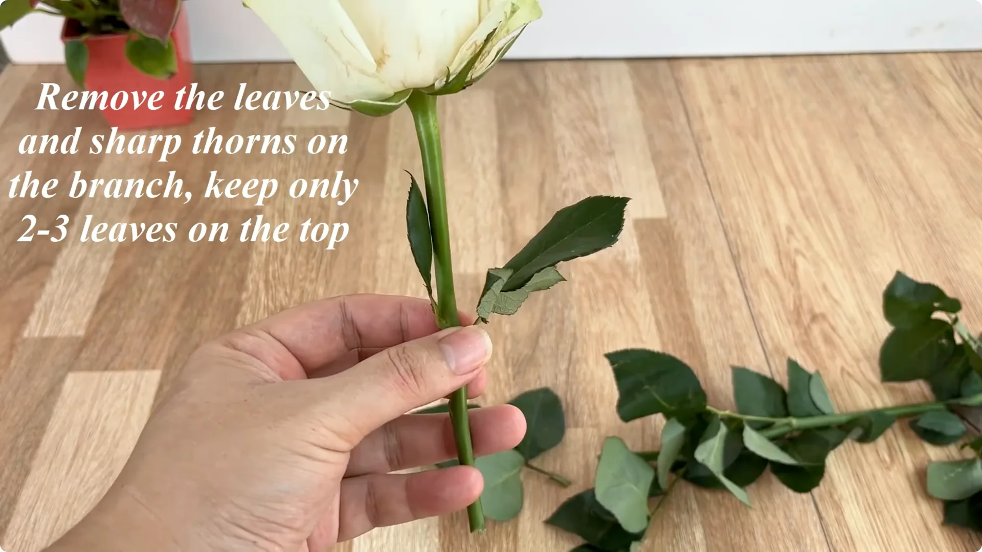 How This Simple Trick Makes Rose Stems Root and Bloom Easily screenshot 1