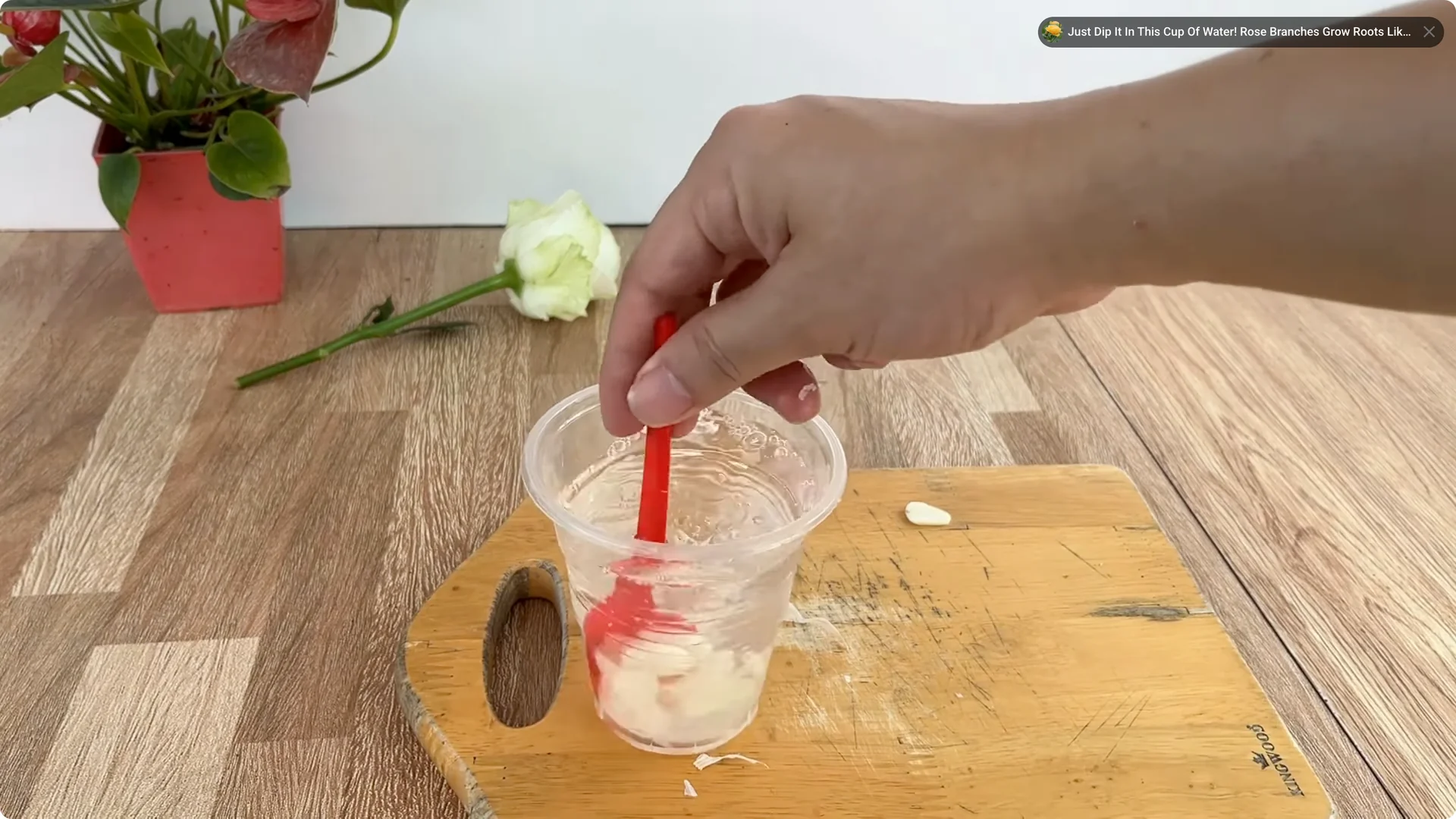 How This Simple Trick Makes Rose Stems Root and Bloom Easily screenshot 2