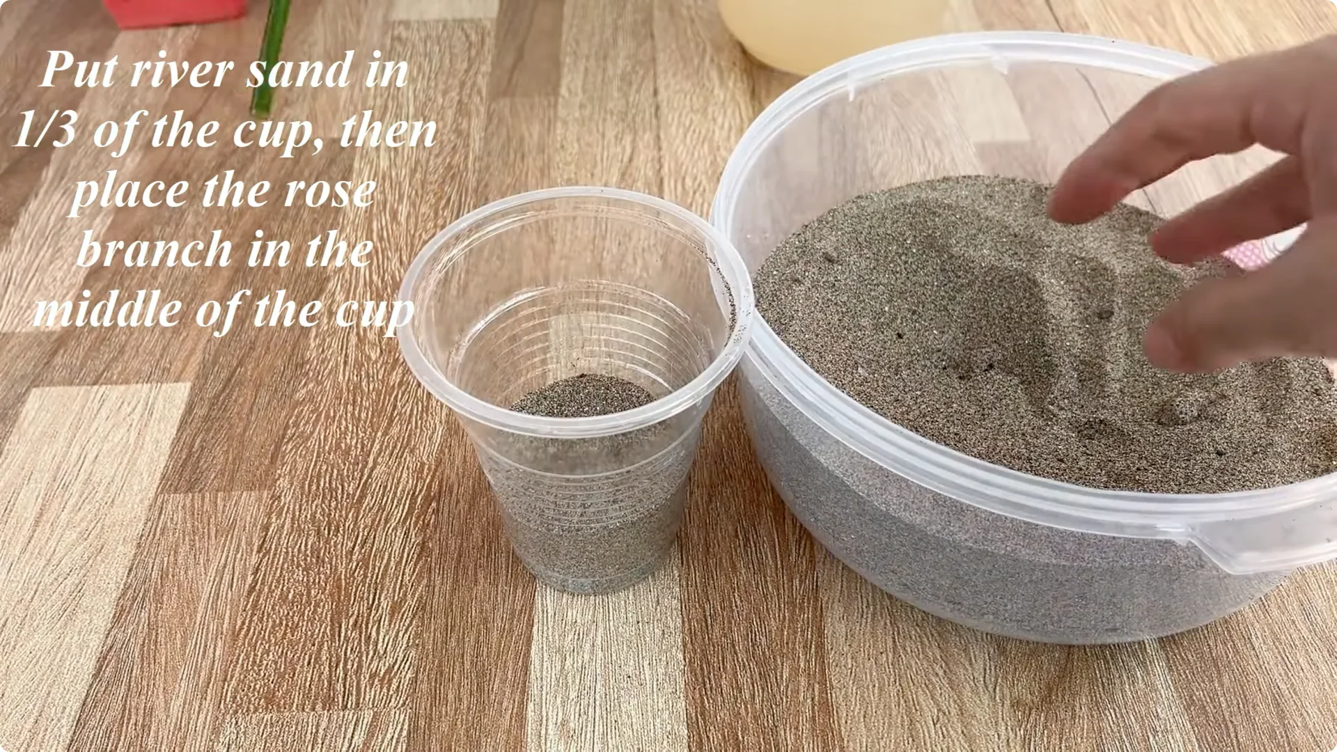 How This Simple Trick Makes Rose Stems Root and Bloom Easily screenshot 5