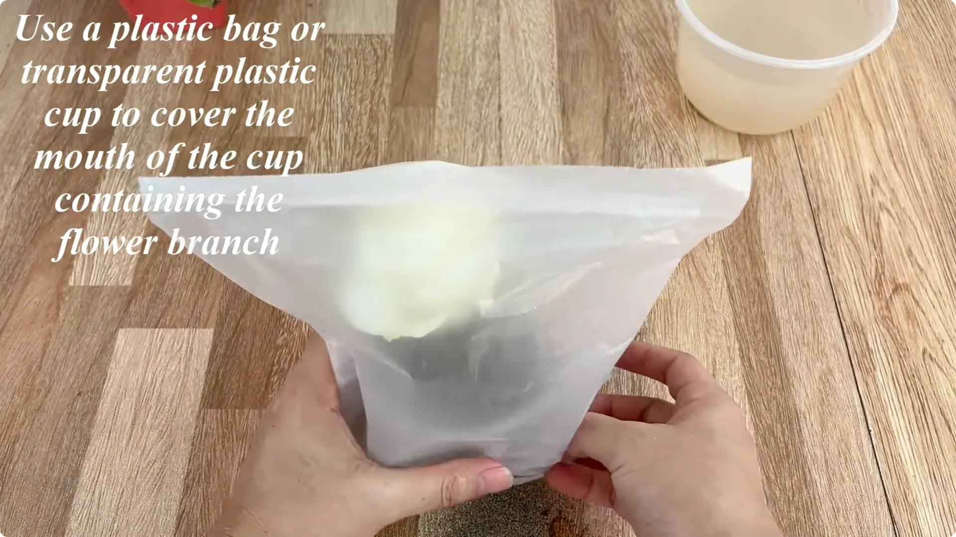 How This Simple Trick Makes Rose Stems Root and Bloom Easily screenshot 6
