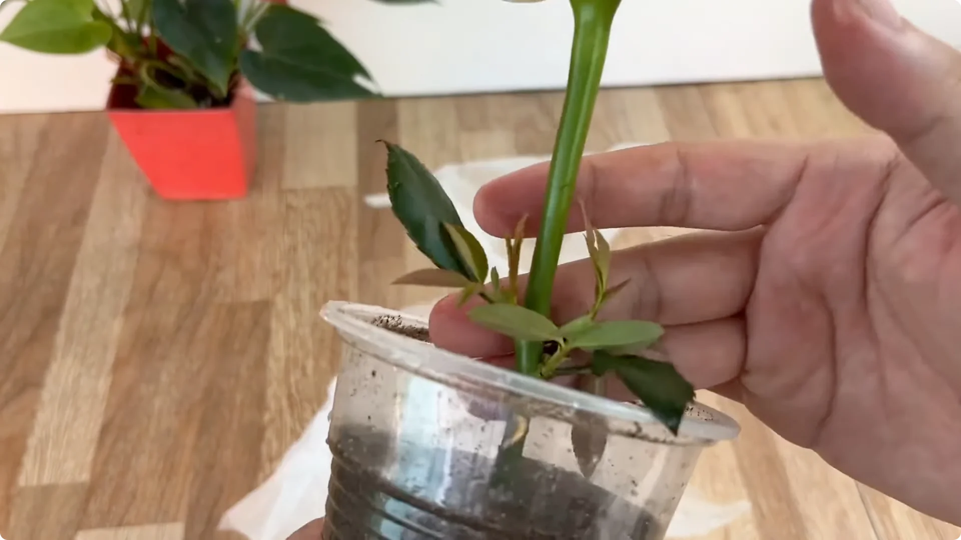 How This Simple Trick Makes Rose Stems Root and Bloom Easily screenshot 7