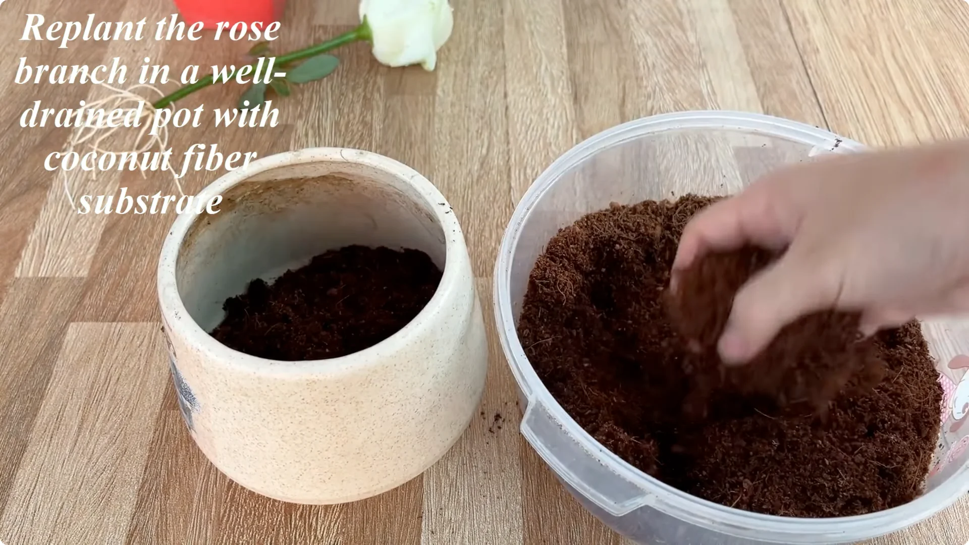 How This Simple Trick Makes Rose Stems Root and Bloom Easily screenshot 8