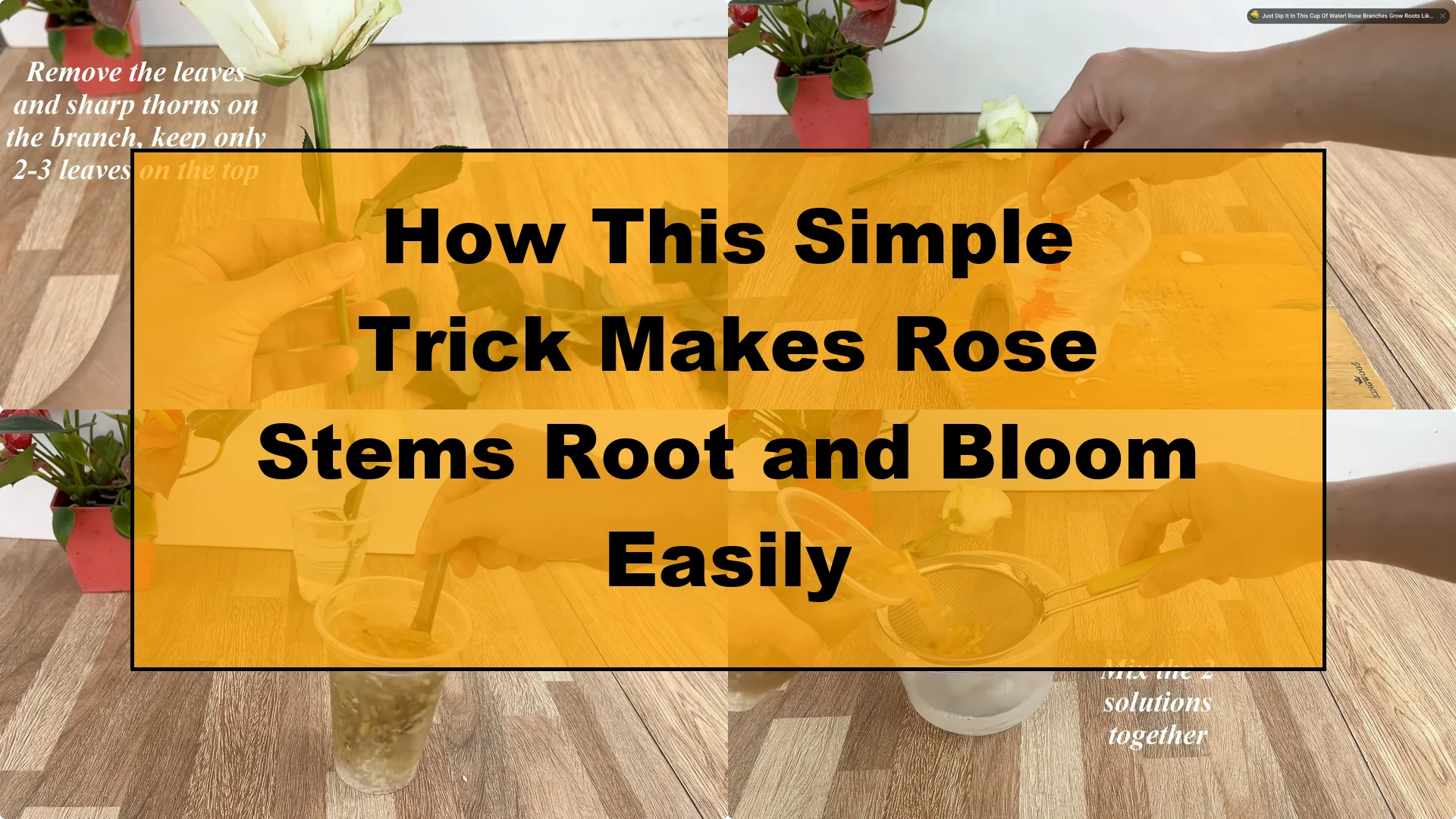 How This Simple Trick Makes Rose Stems Root and Bloom Easily - Featured Image