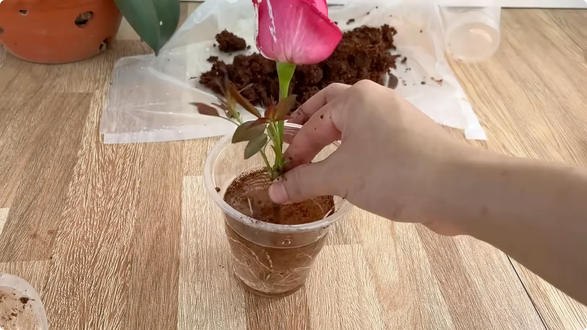 How This Simple Water Trick Makes Rose Branches Root Fast screenshot 1