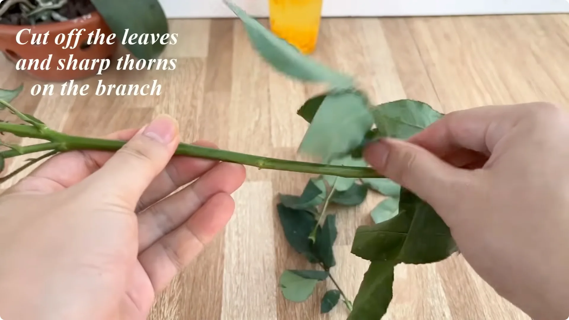 How This Simple Water Trick Makes Rose Branches Root Fast screenshot 3