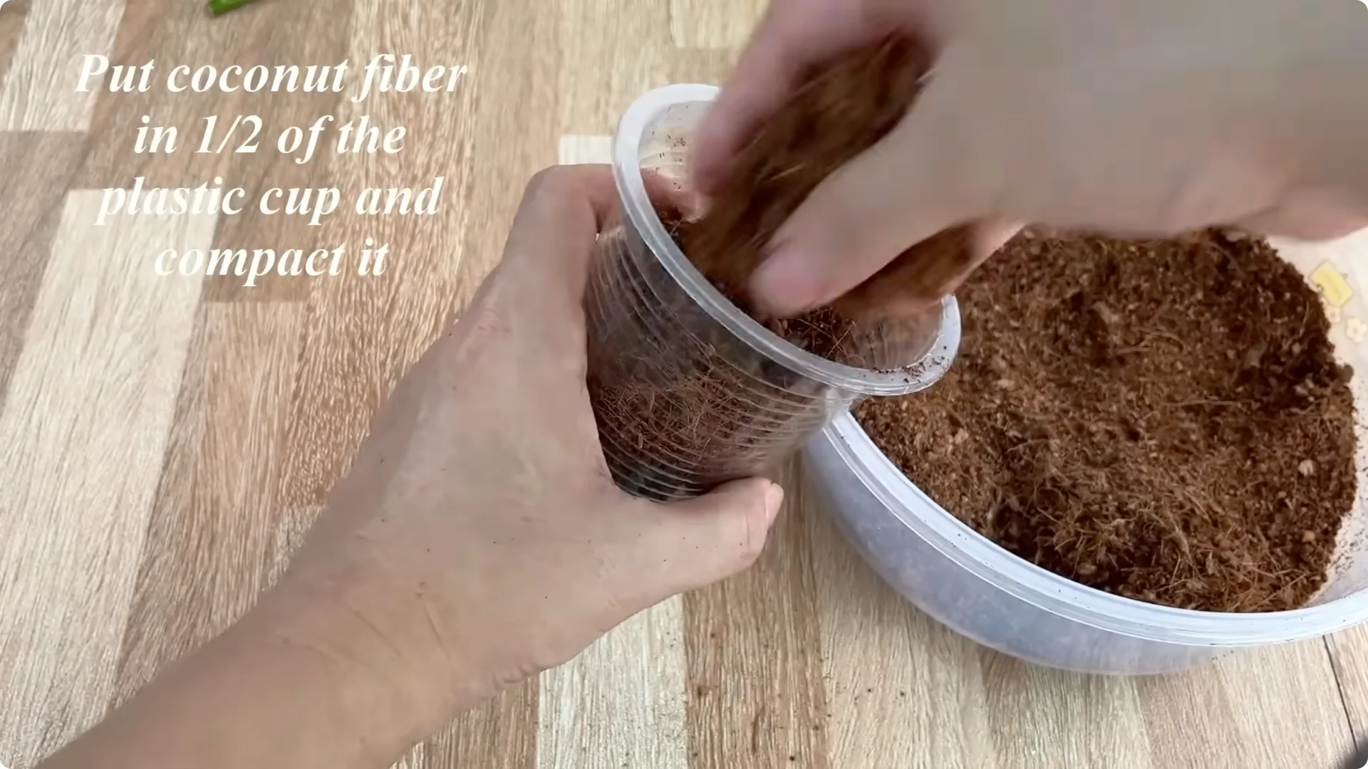 How This Simple Water Trick Makes Rose Branches Root Fast screenshot 7
