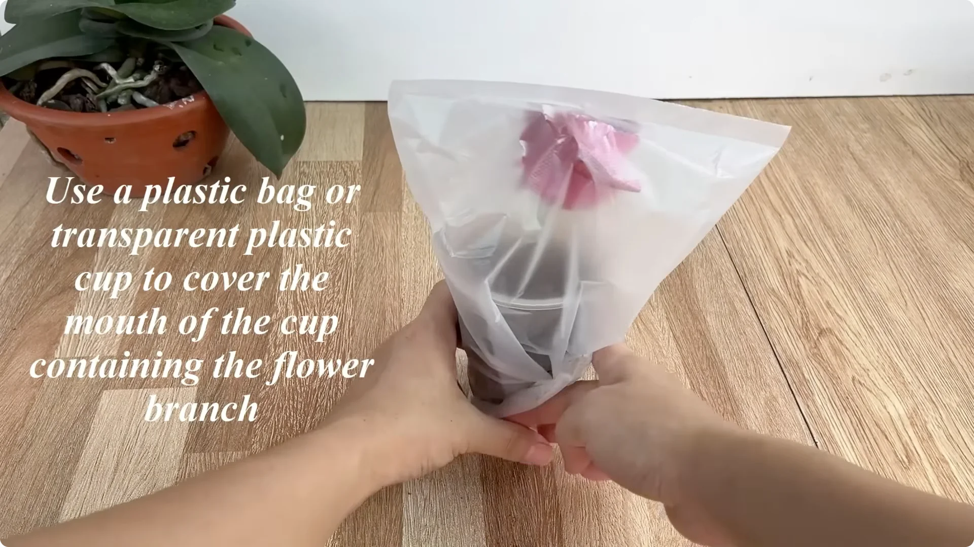 How This Simple Water Trick Makes Rose Branches Root Fast screenshot 8