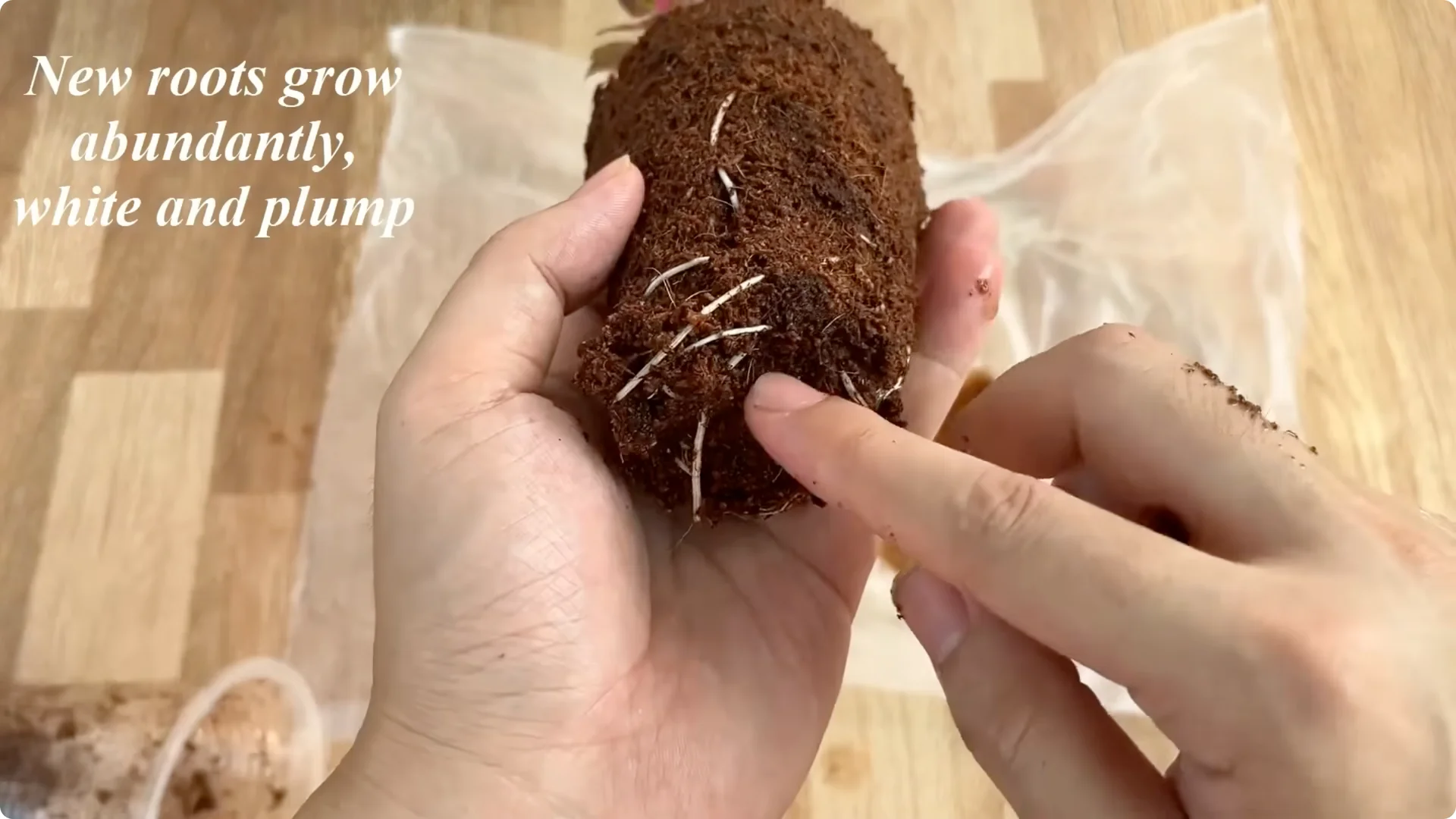 How This Simple Water Trick Makes Rose Branches Root Fast screenshot 9