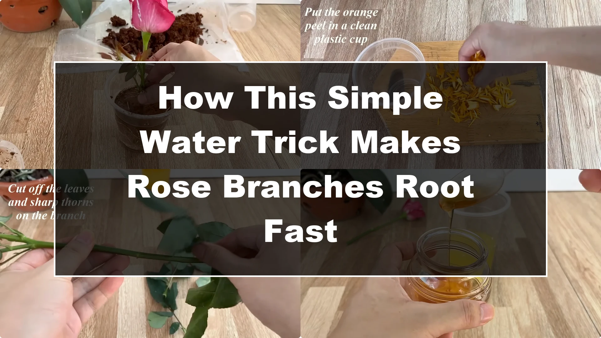 How This Simple Water Trick Makes Rose Branches Root Fast - Featured Image
