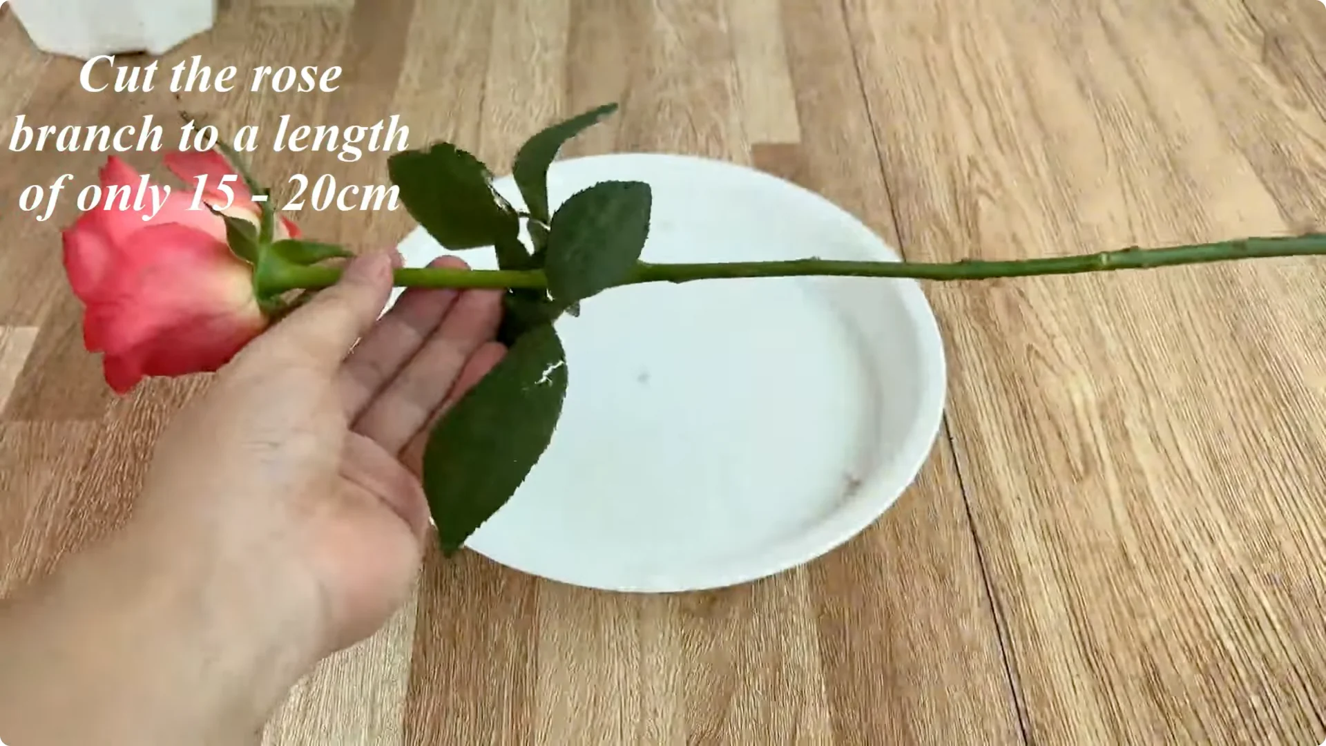 How to Easily Propagate Any Rose Species at Home screenshot 1