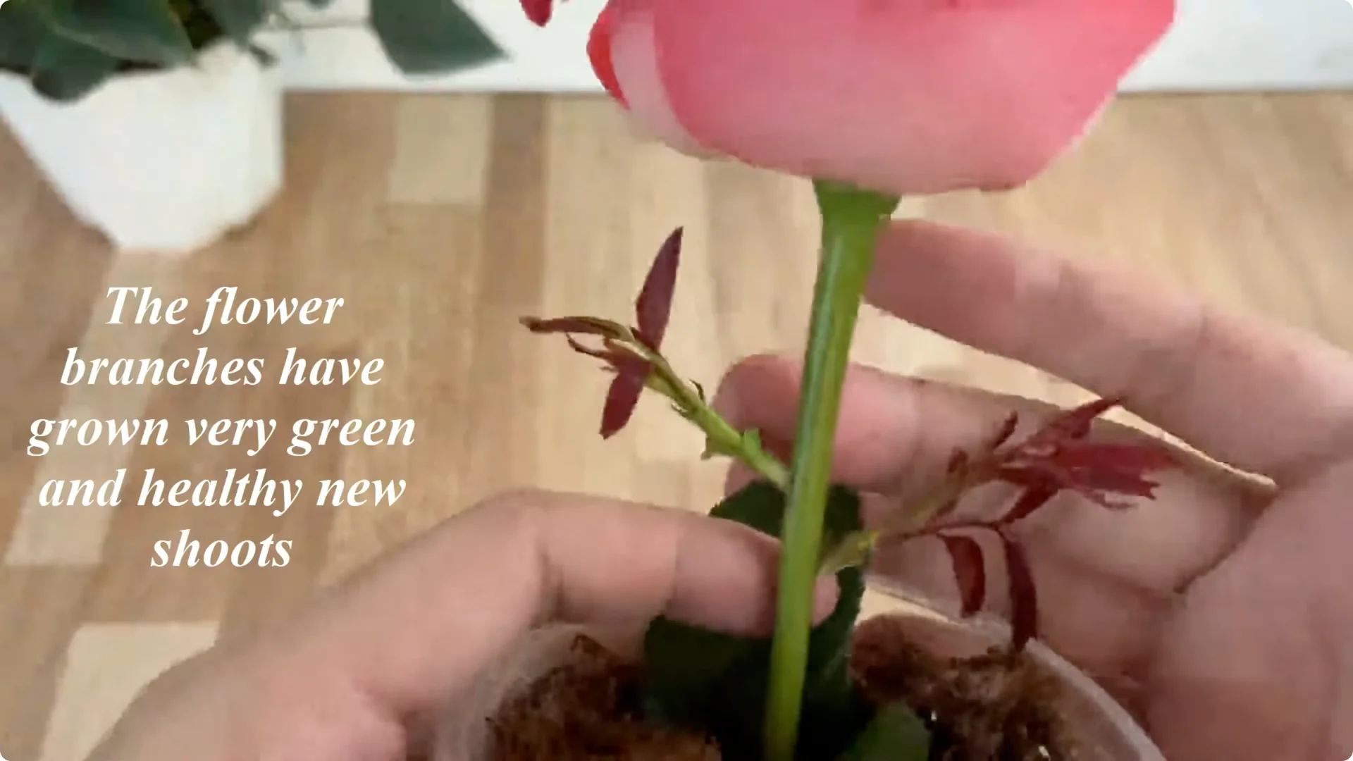 How to Easily Propagate Any Rose Species at Home screenshot 10