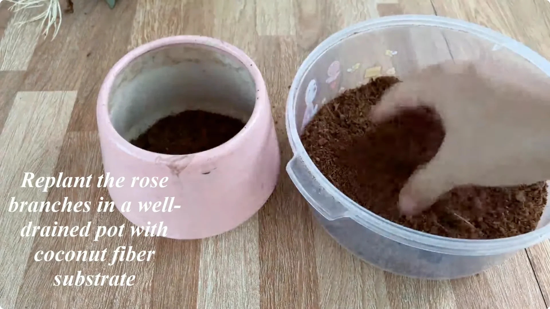 How to Easily Propagate Any Rose Species at Home screenshot 11