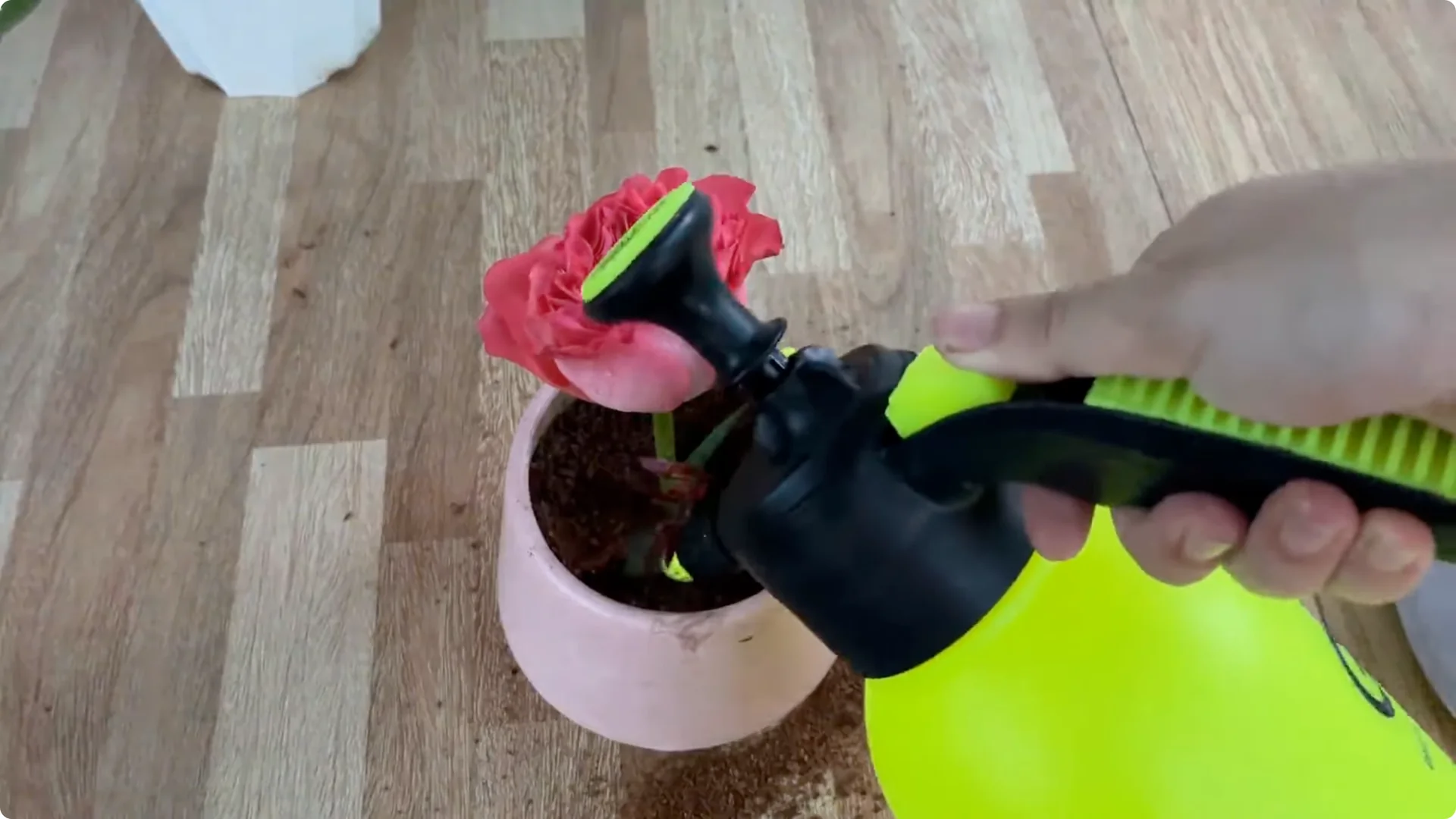How to Easily Propagate Any Rose Species at Home screenshot 12