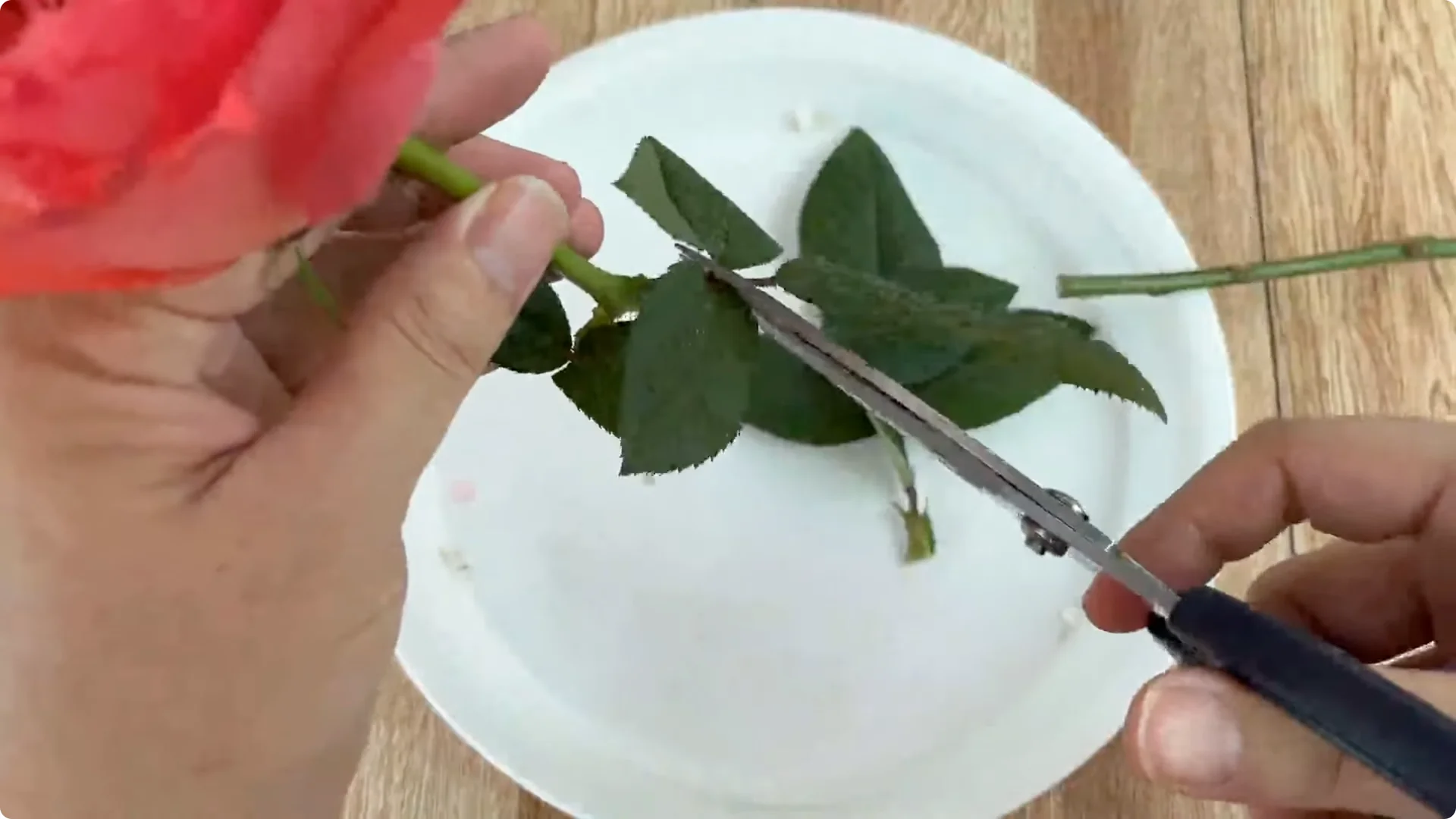 How to Easily Propagate Any Rose Species at Home screenshot 2