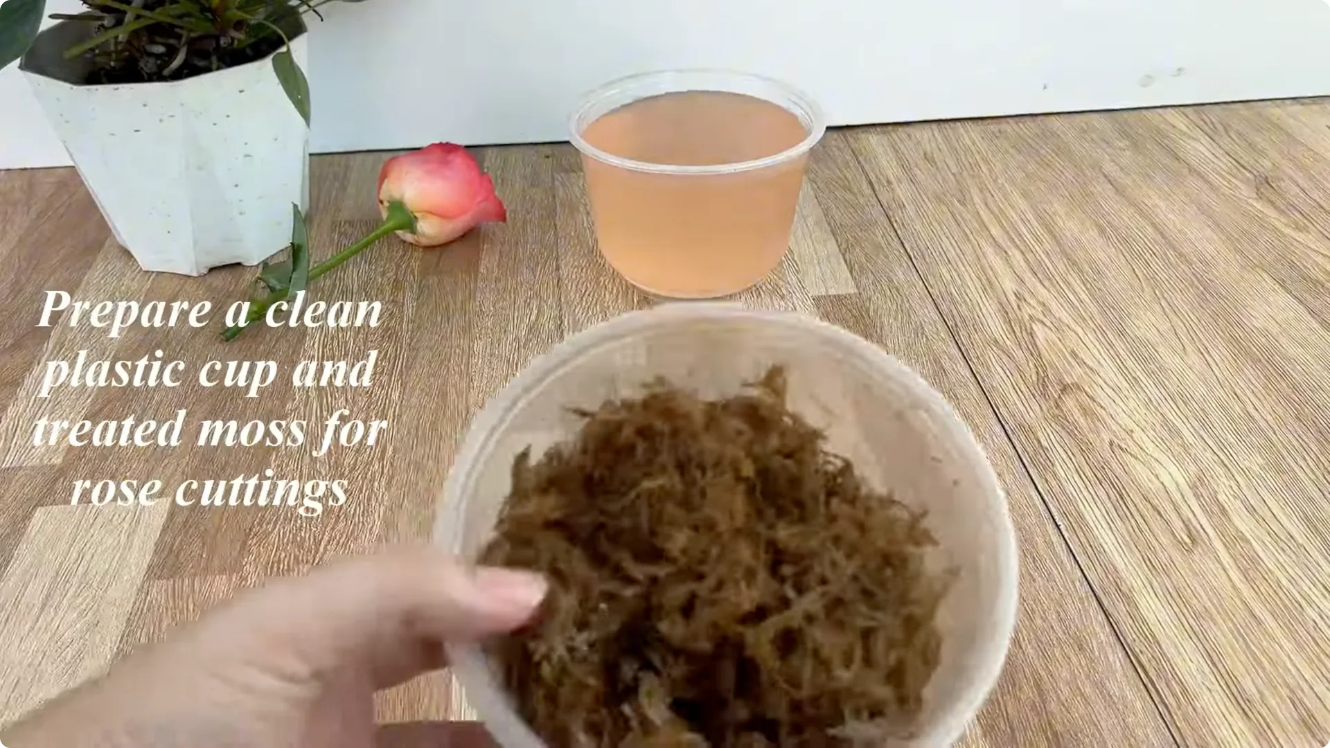 How to Easily Propagate Any Rose Species at Home screenshot 6