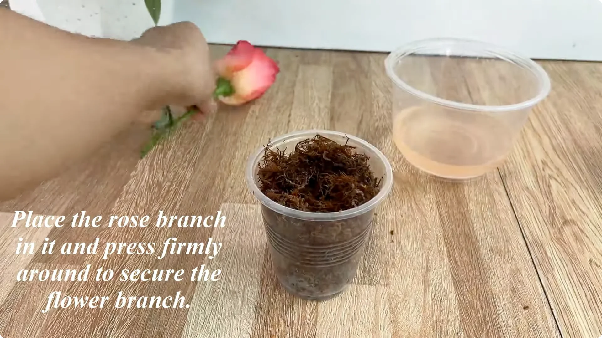 How to Easily Propagate Any Rose Species at Home screenshot 7