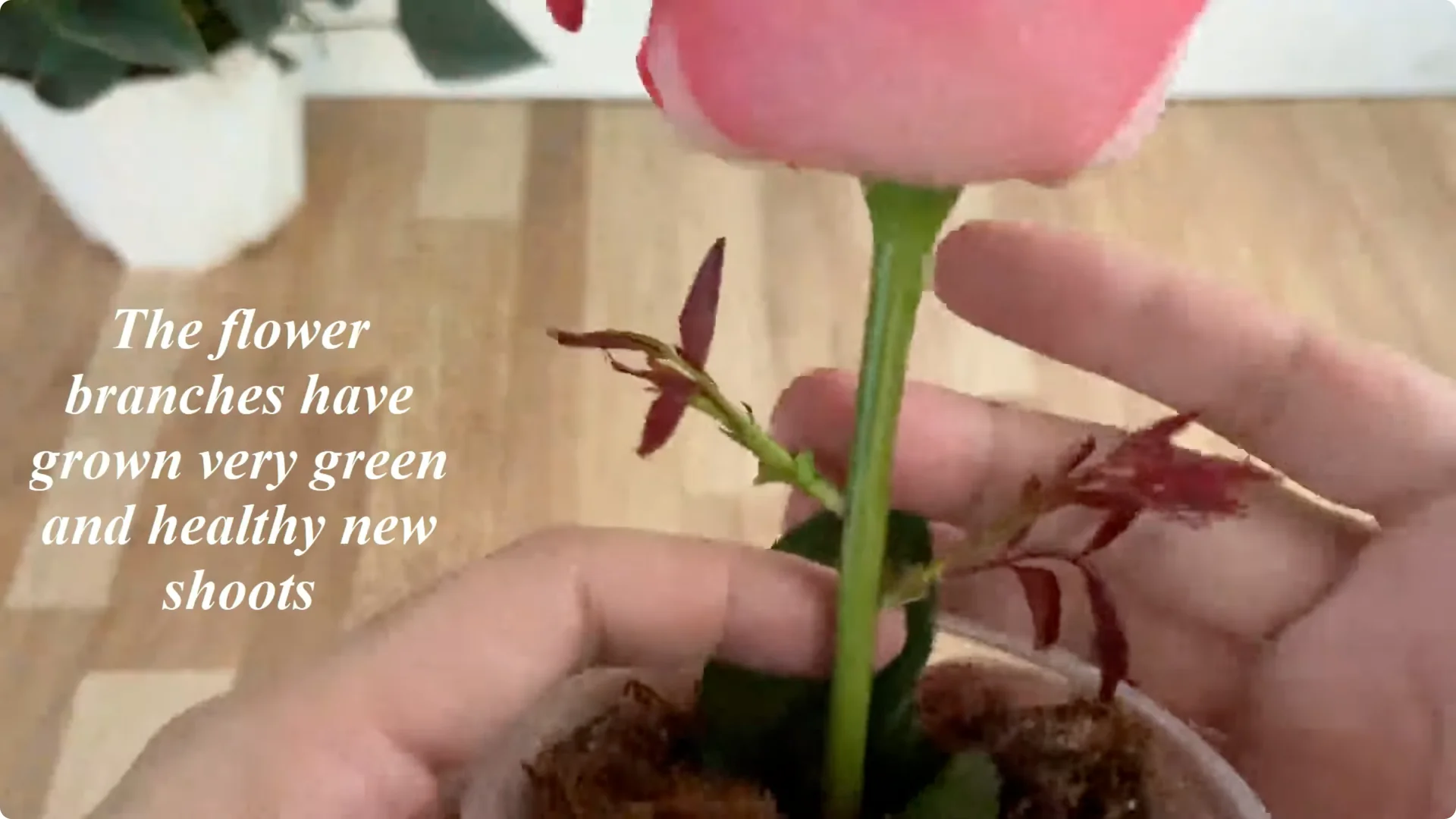 How to Easily Propagate Any Rose Species at Home screenshot 9