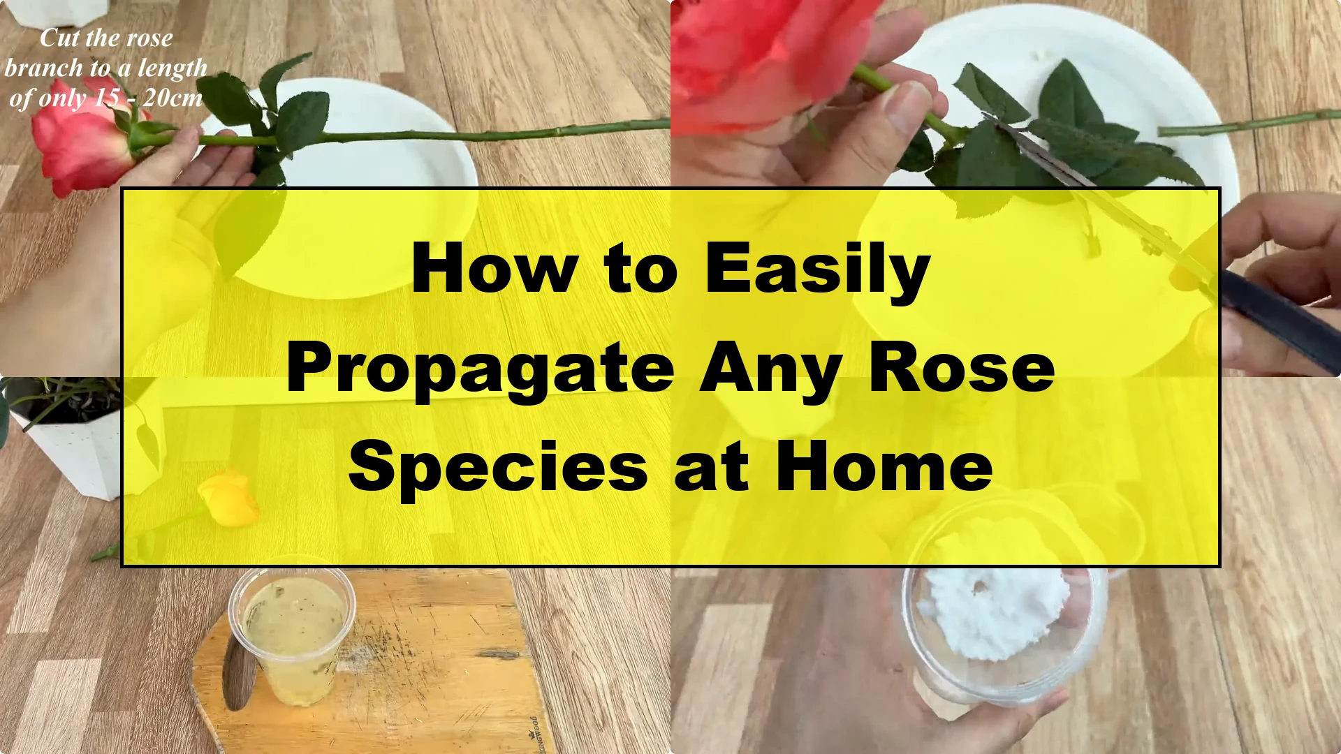 How to Easily Propagate Any Rose Species at Home - Featured Image