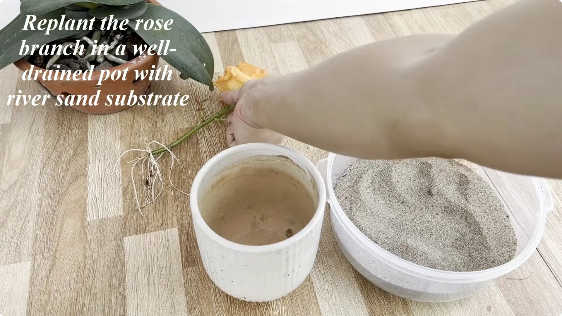 How to Make Rose Branches Root and Bloom Year-Round screenshot 10
