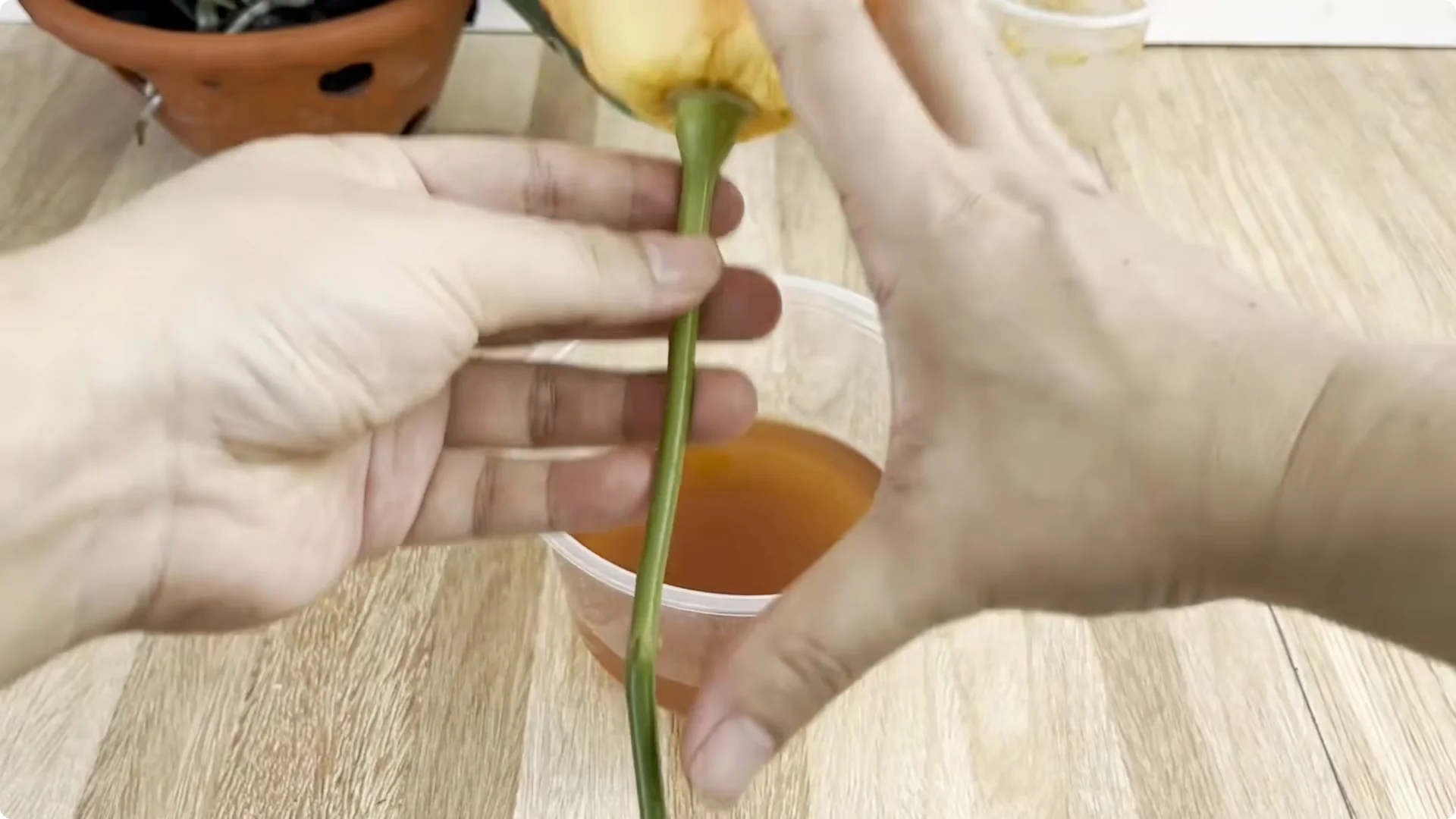 How to Make Rose Branches Root and Bloom Year-Round screenshot 4