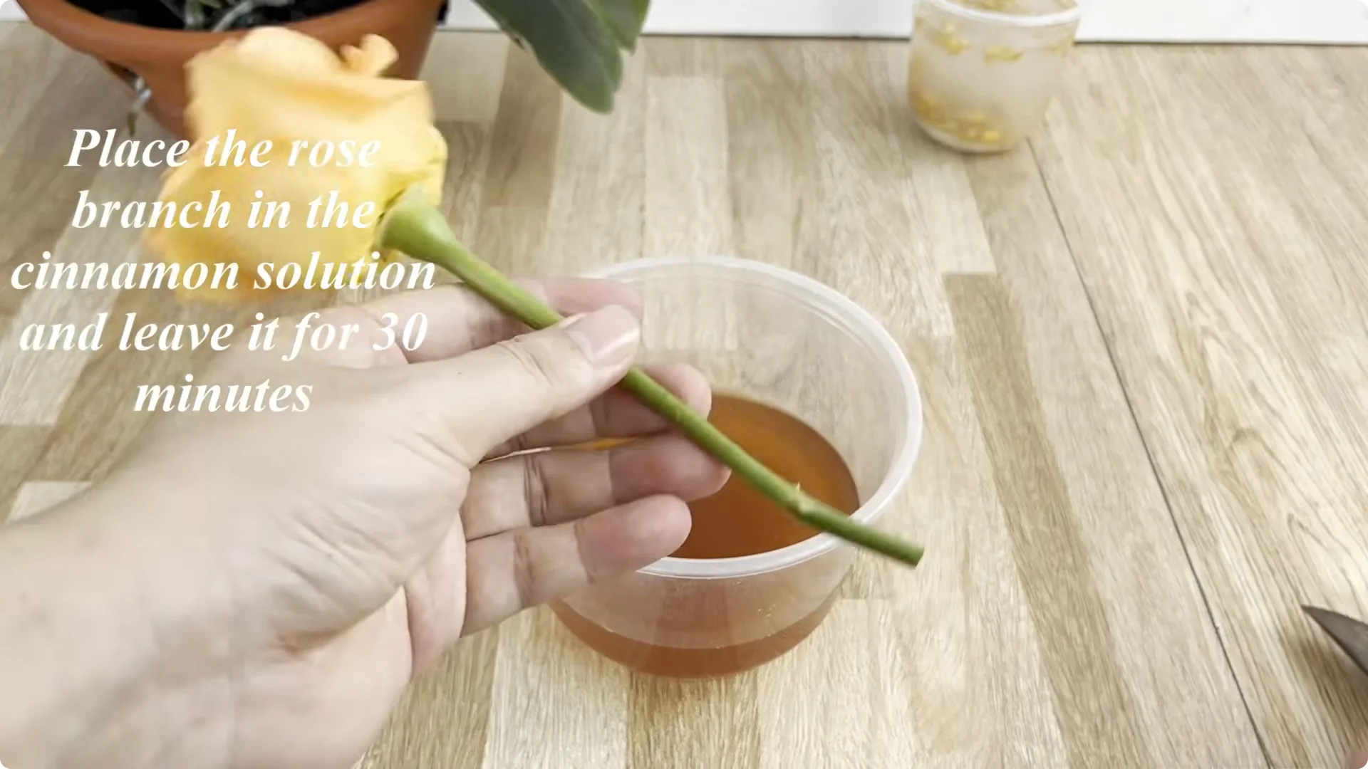 How to Make Rose Branches Root and Bloom Year-Round screenshot 5