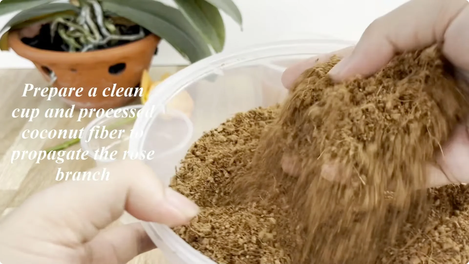 How to Make Rose Branches Root and Bloom Year-Round screenshot 7
