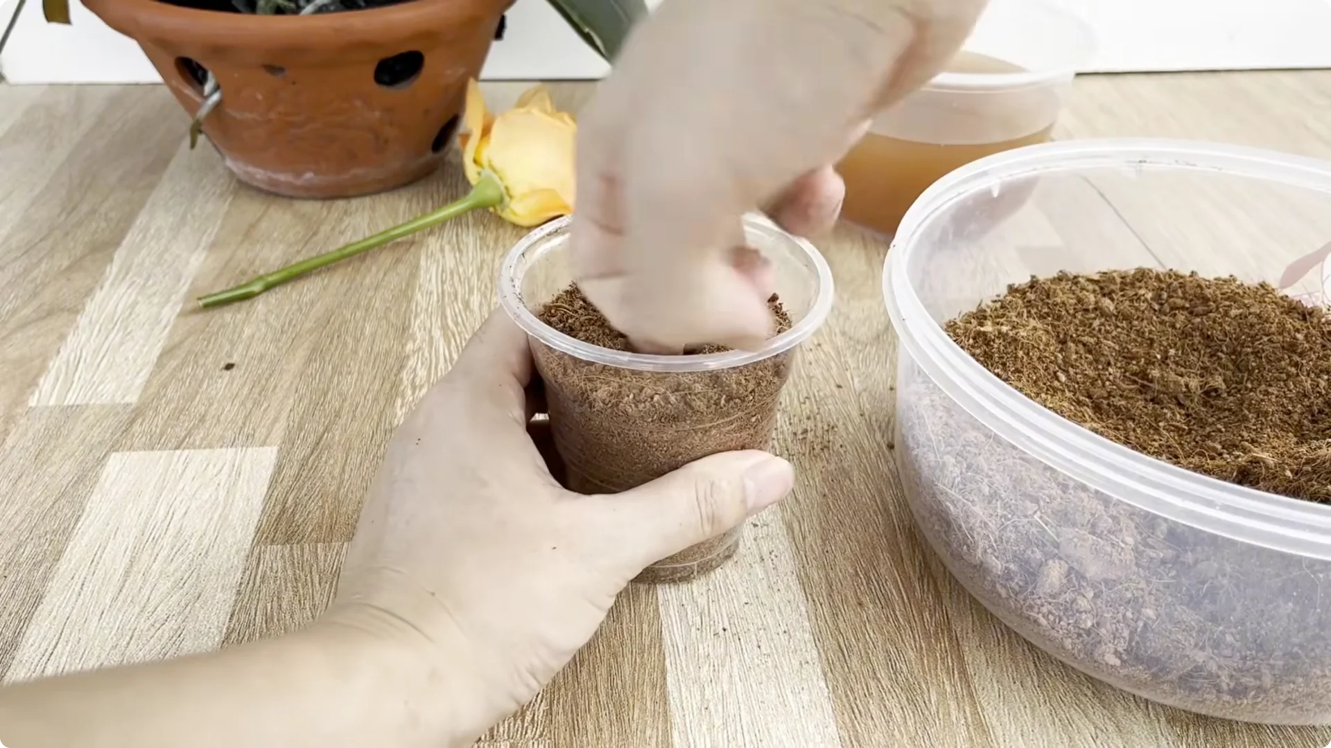 How to Make Rose Branches Root and Bloom Year-Round screenshot 8