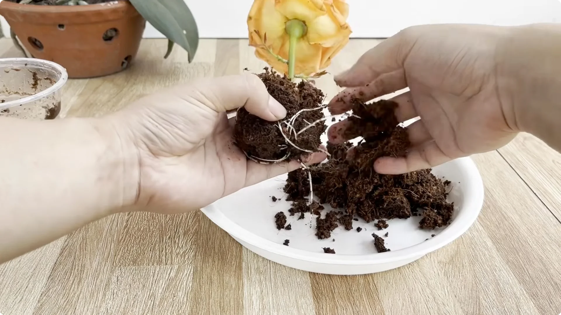 How to Make Rose Branches Root and Bloom Year-Round screenshot 9