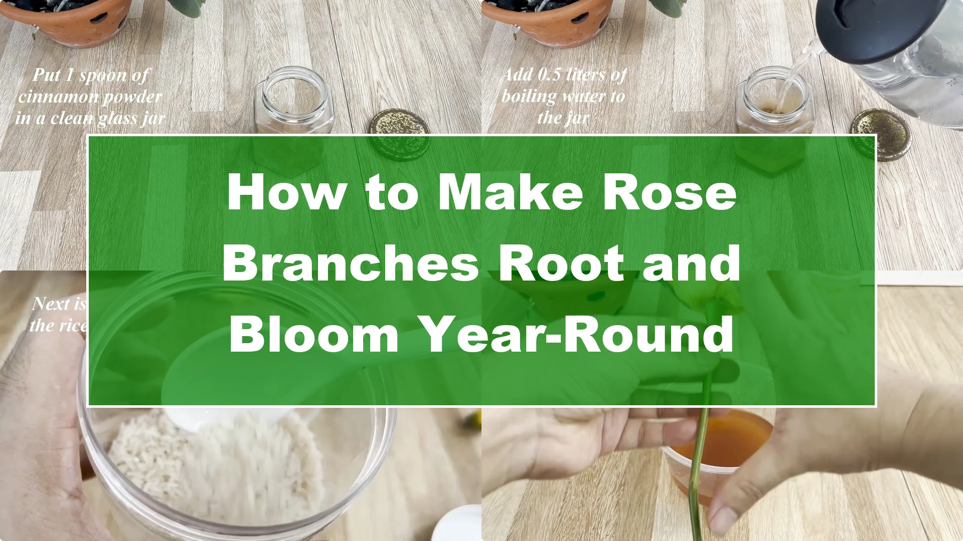 How to Make Rose Branches Root and Bloom Year-Round - Featured Image
