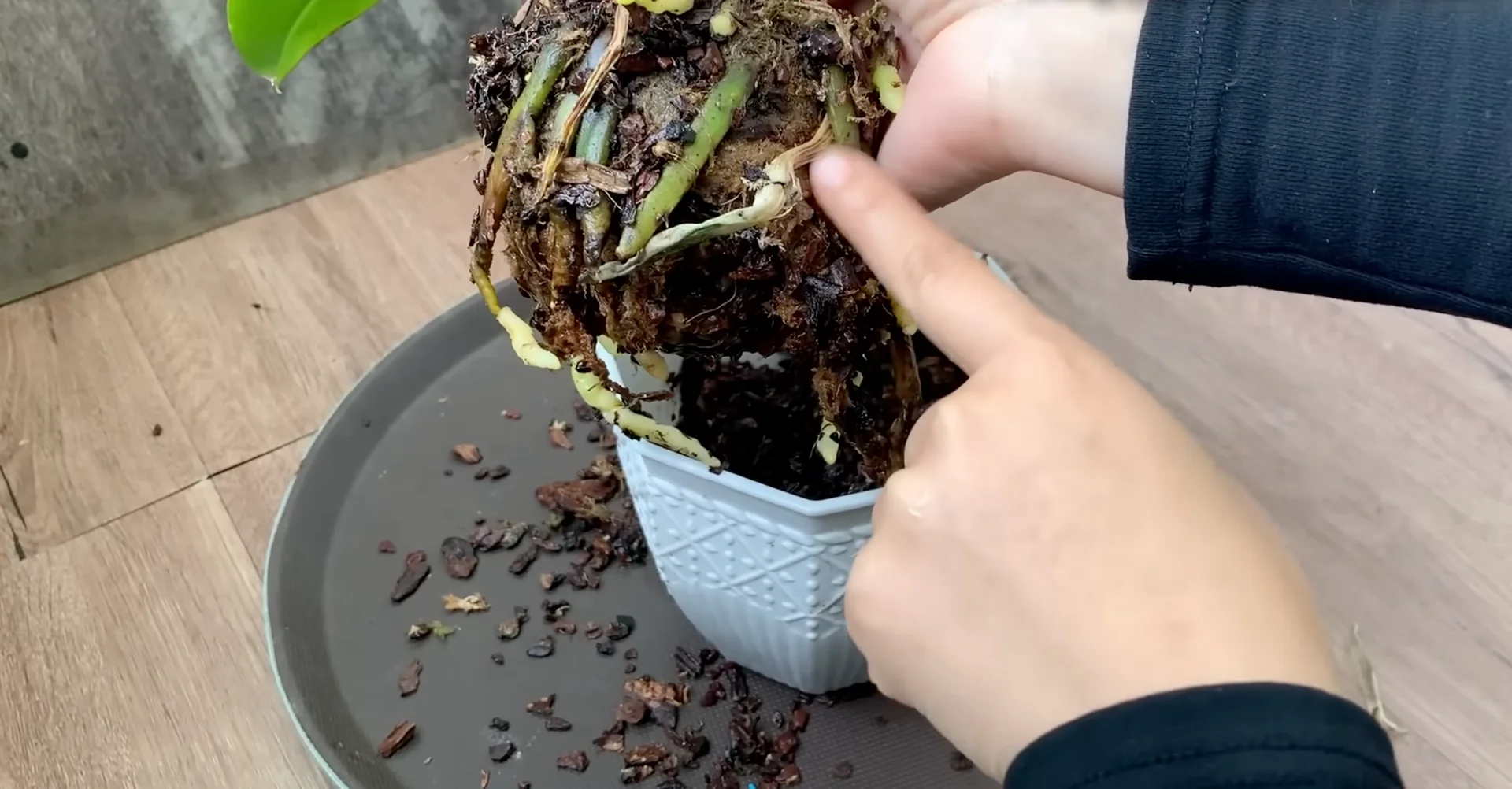 How to Make Your Orchids Bloom Again in 5 Easy Steps? screenshot 1