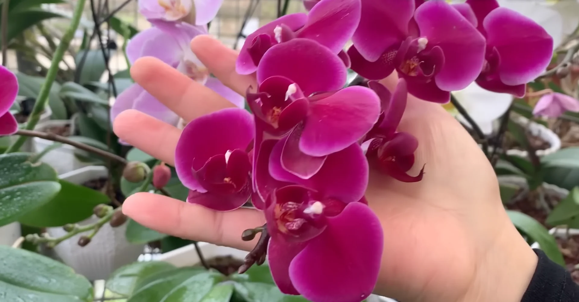 How to Make Your Orchids Bloom Again in 5 Easy Steps? screenshot 4