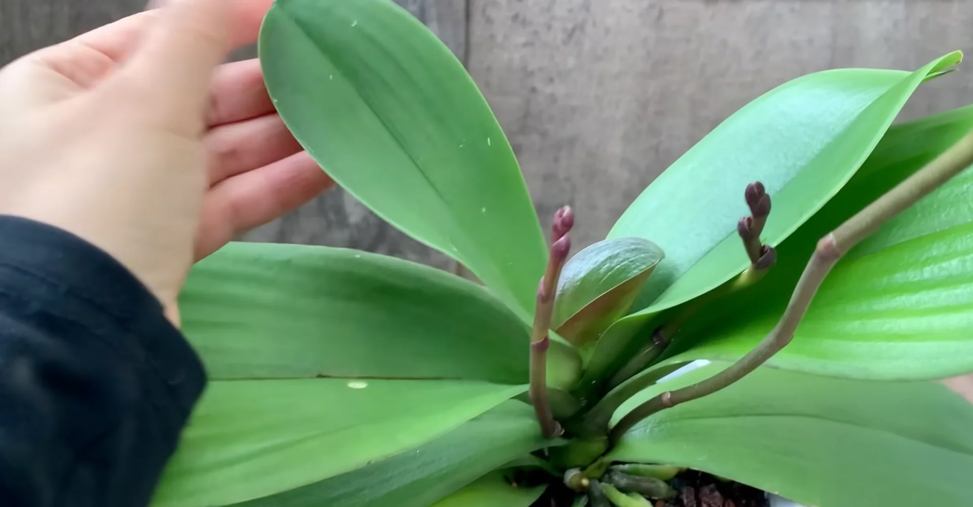 How to Make Your Orchids Bloom Again in 5 Easy Steps? screenshot 5