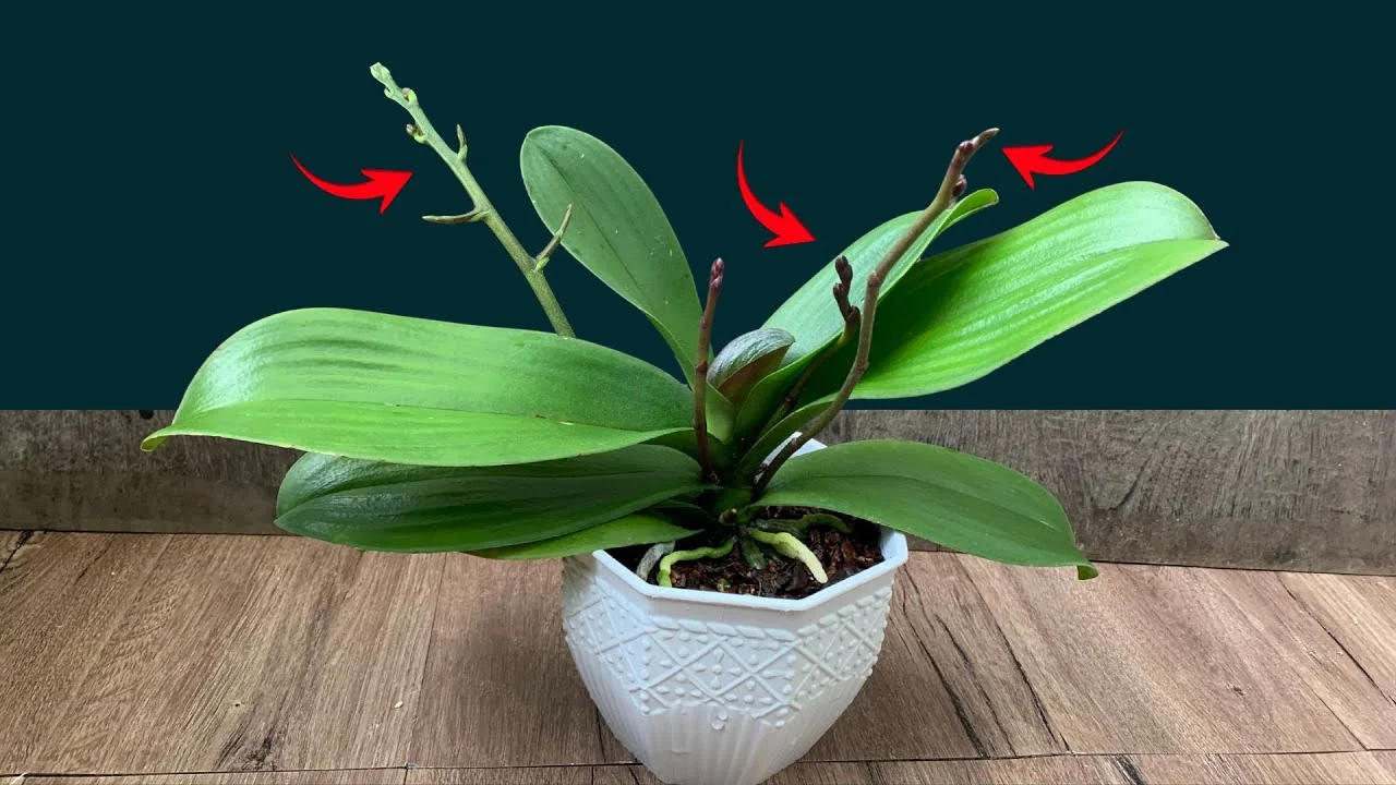 How to Make Your Orchids Bloom Again in 5 Easy Steps? - Featured Image