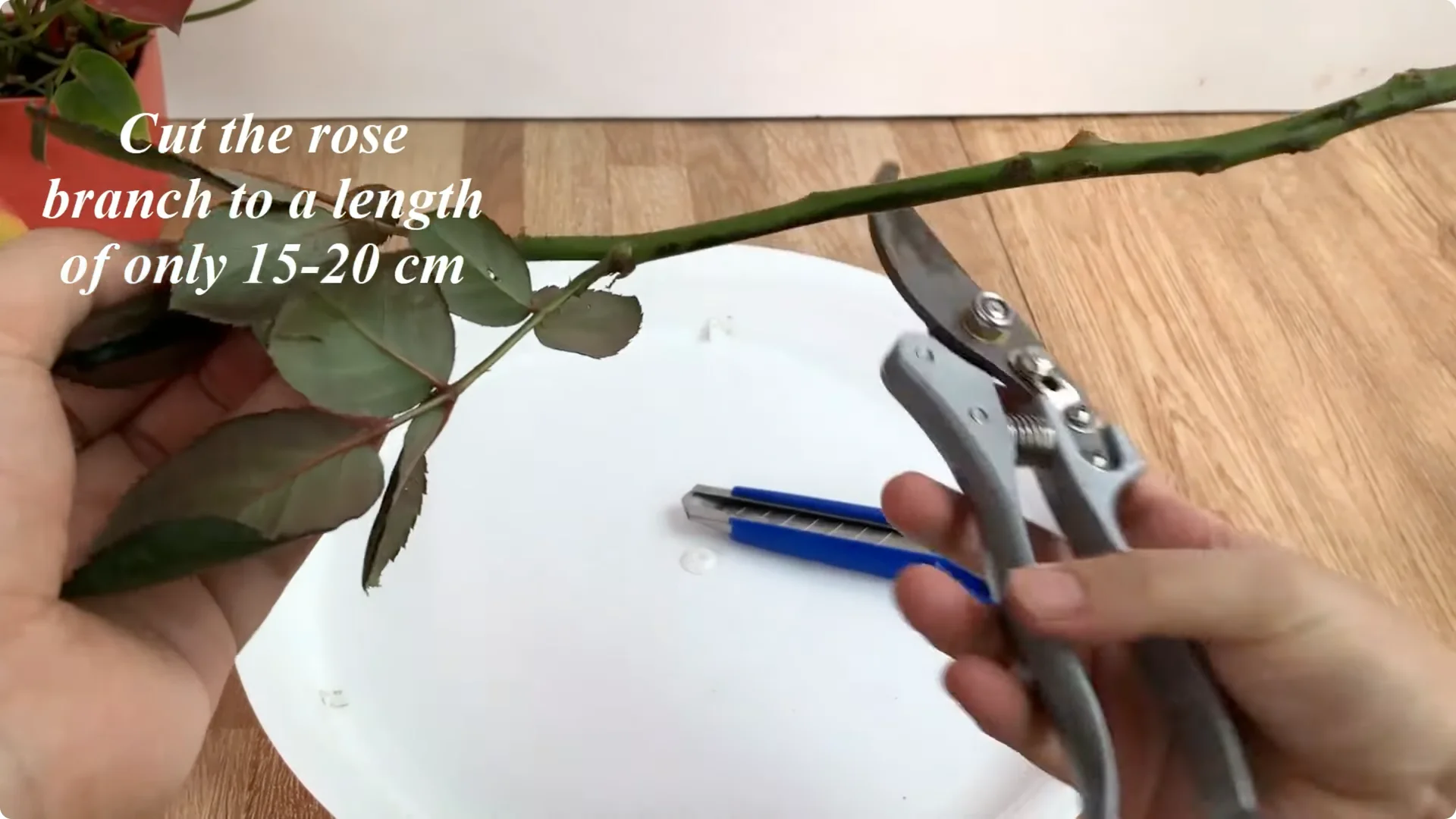 How to Propagate Roses Easily: A Simple Method Explained screenshot 1