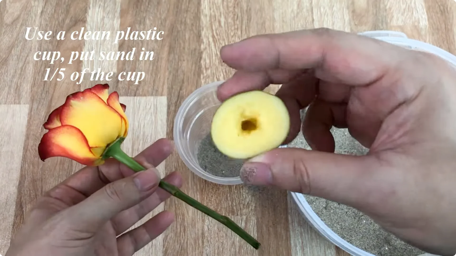 How to Propagate Roses Easily: A Simple Method Explained screenshot 5