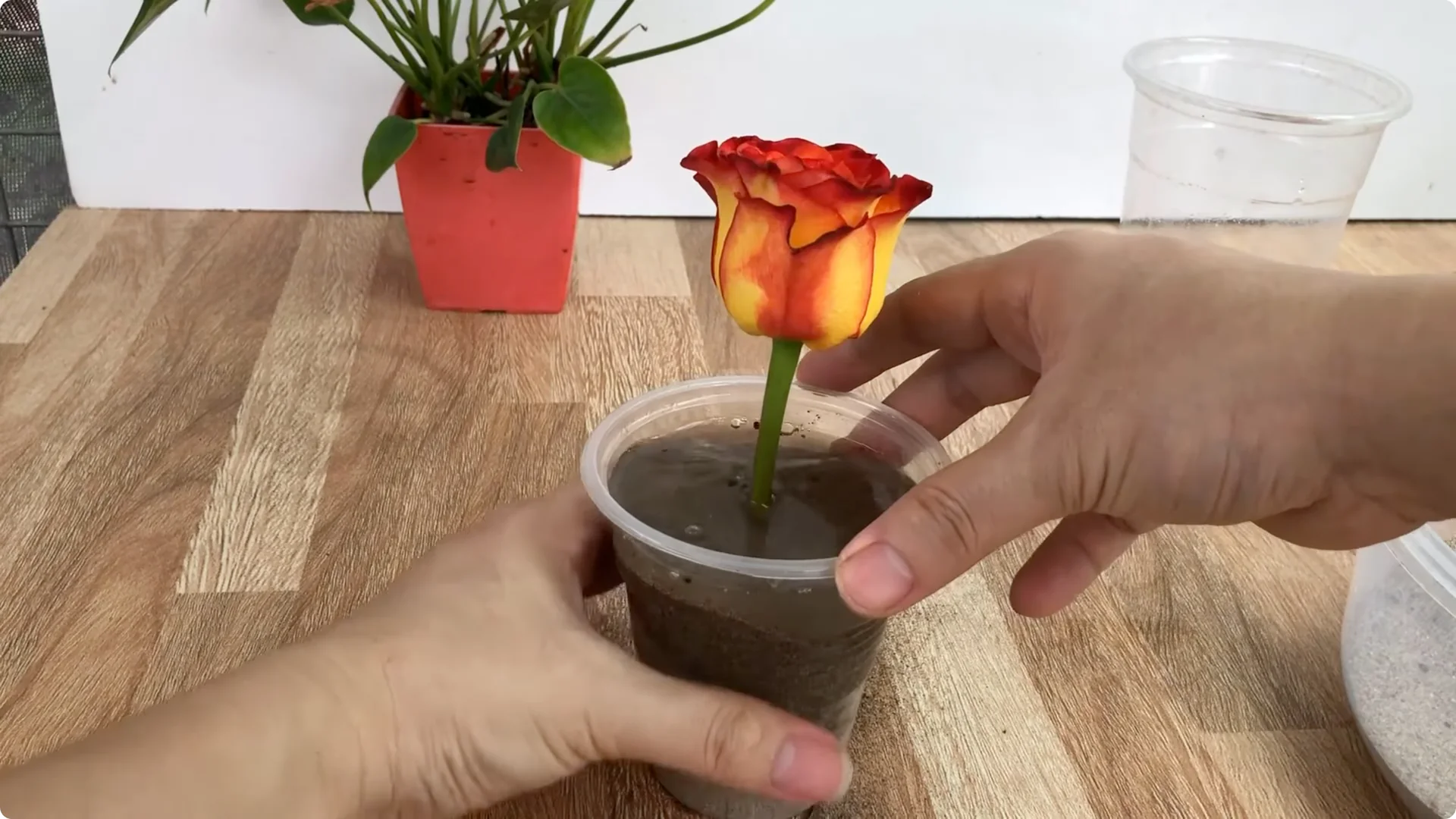 How to Propagate Roses Easily: A Simple Method Explained screenshot 6