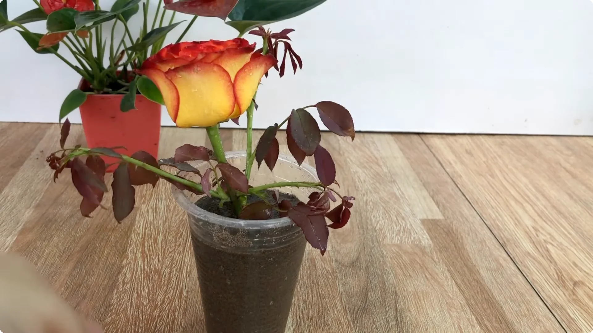 How to Propagate Roses Easily: A Simple Method Explained screenshot 8