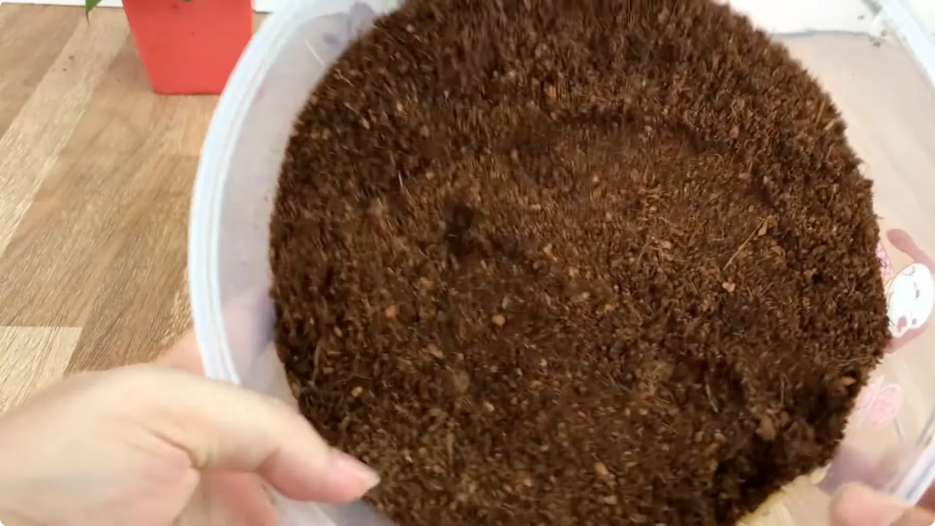 How to Propagate Roses Easily: A Simple Method Explained screenshot 9
