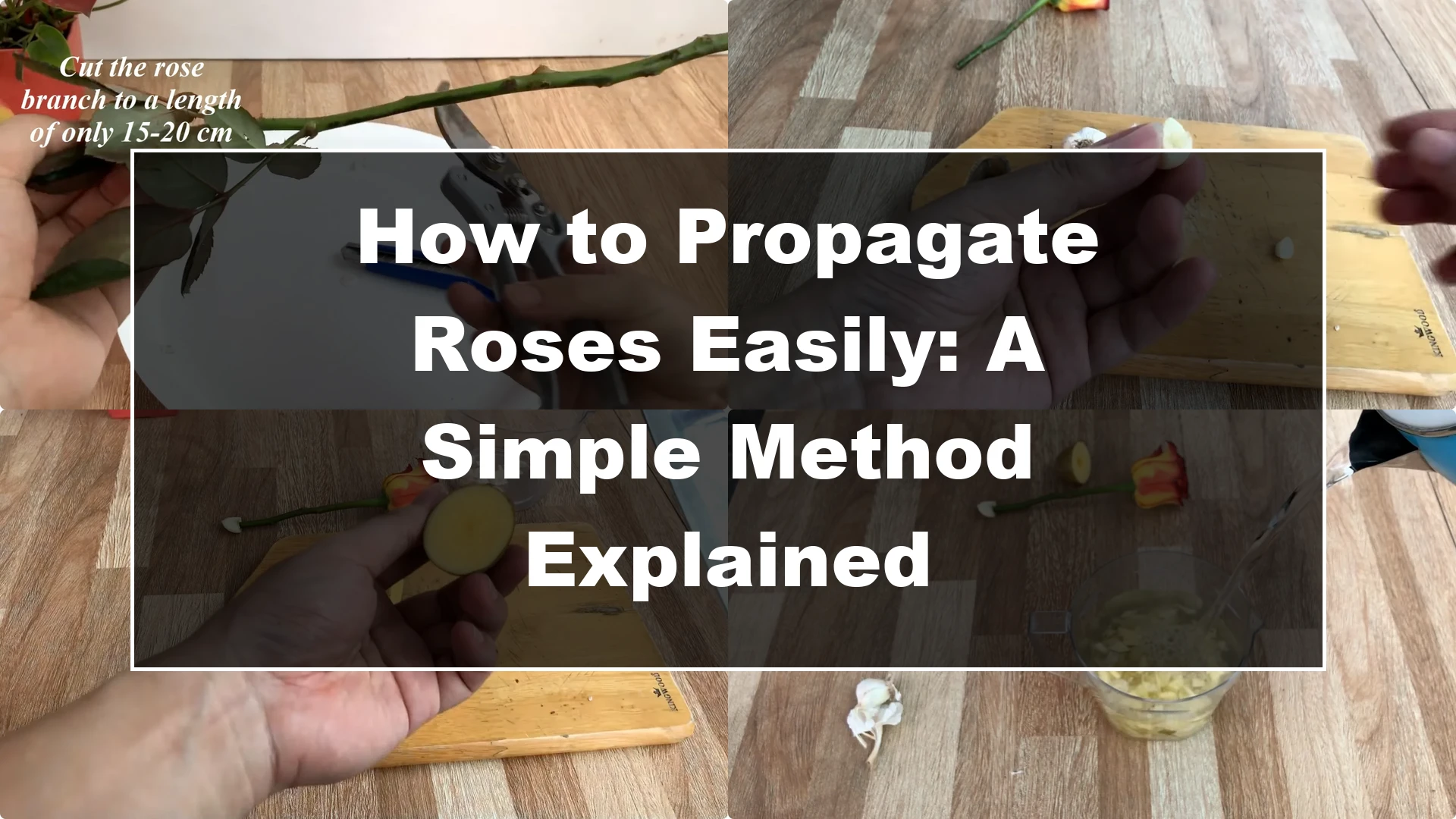 How to Propagate Roses Easily: A Simple Method Explained - Featured Image