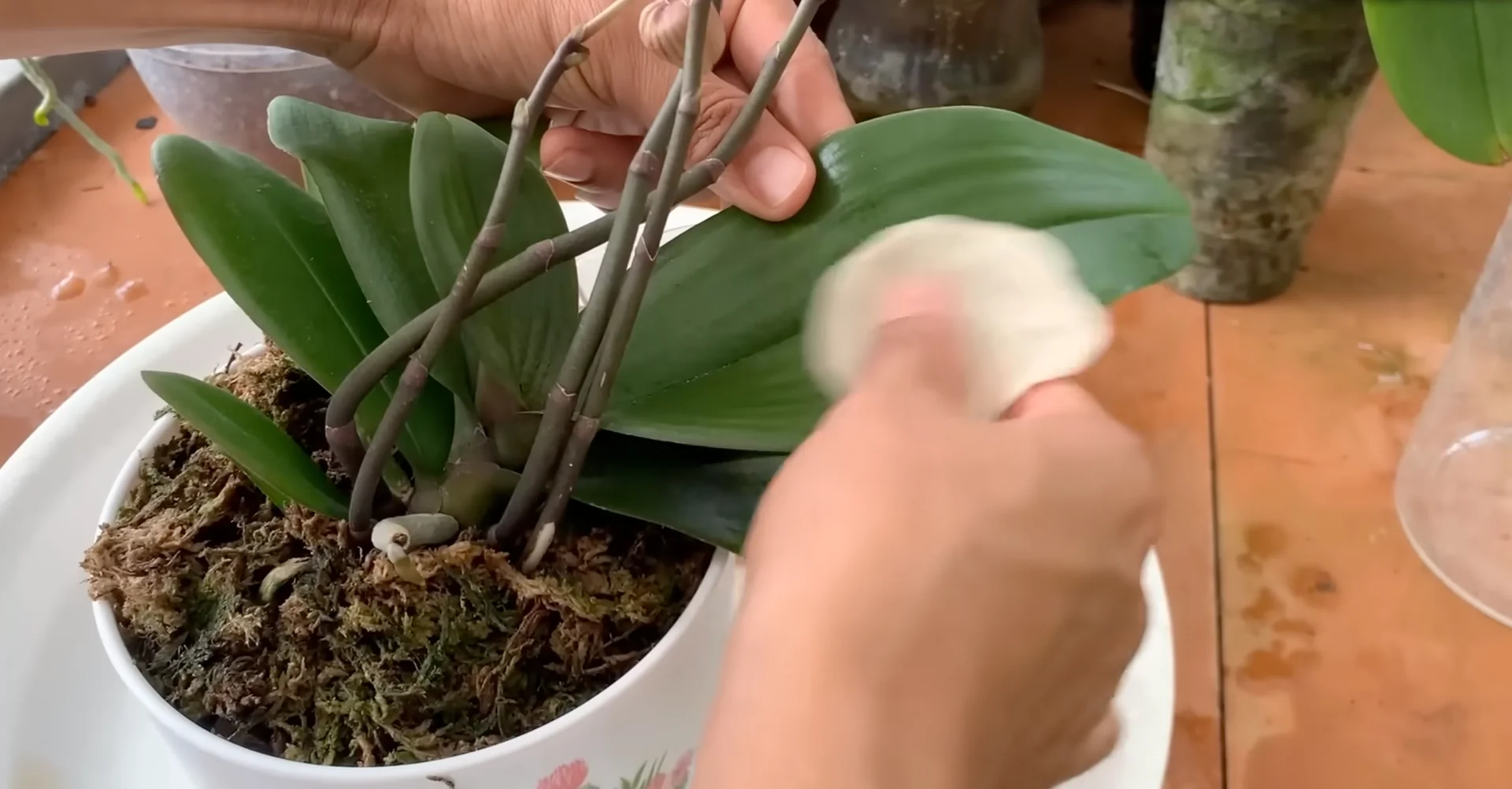 How to Use Coffee for Orchids Without Harming Them? screenshot 10