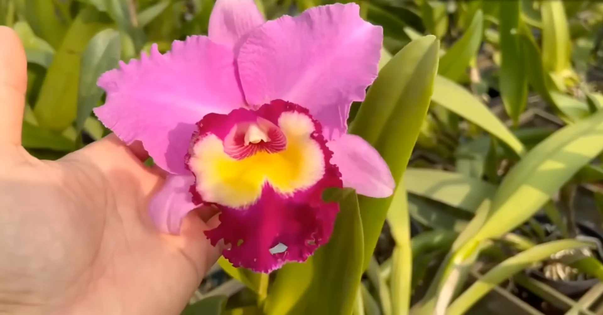 How to Use Coffee for Orchids Without Harming Them? screenshot 11