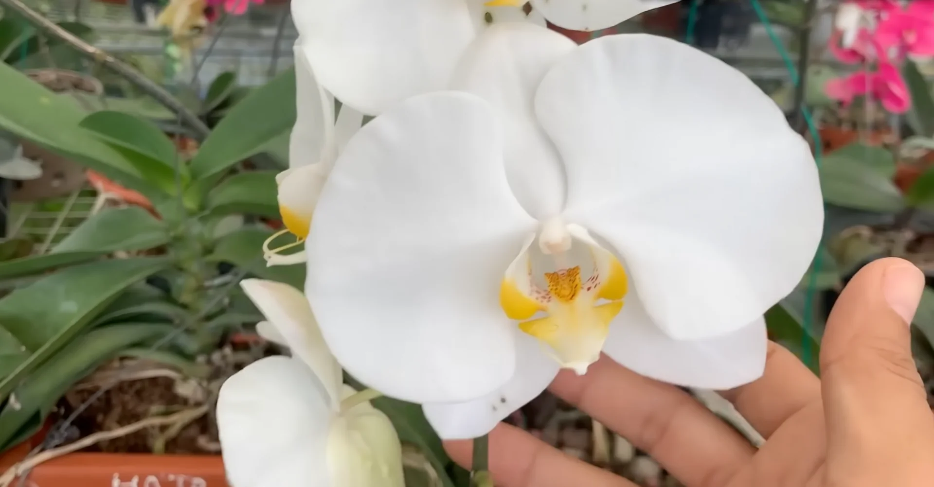 How to Use Coffee for Orchids Without Harming Them? screenshot 12