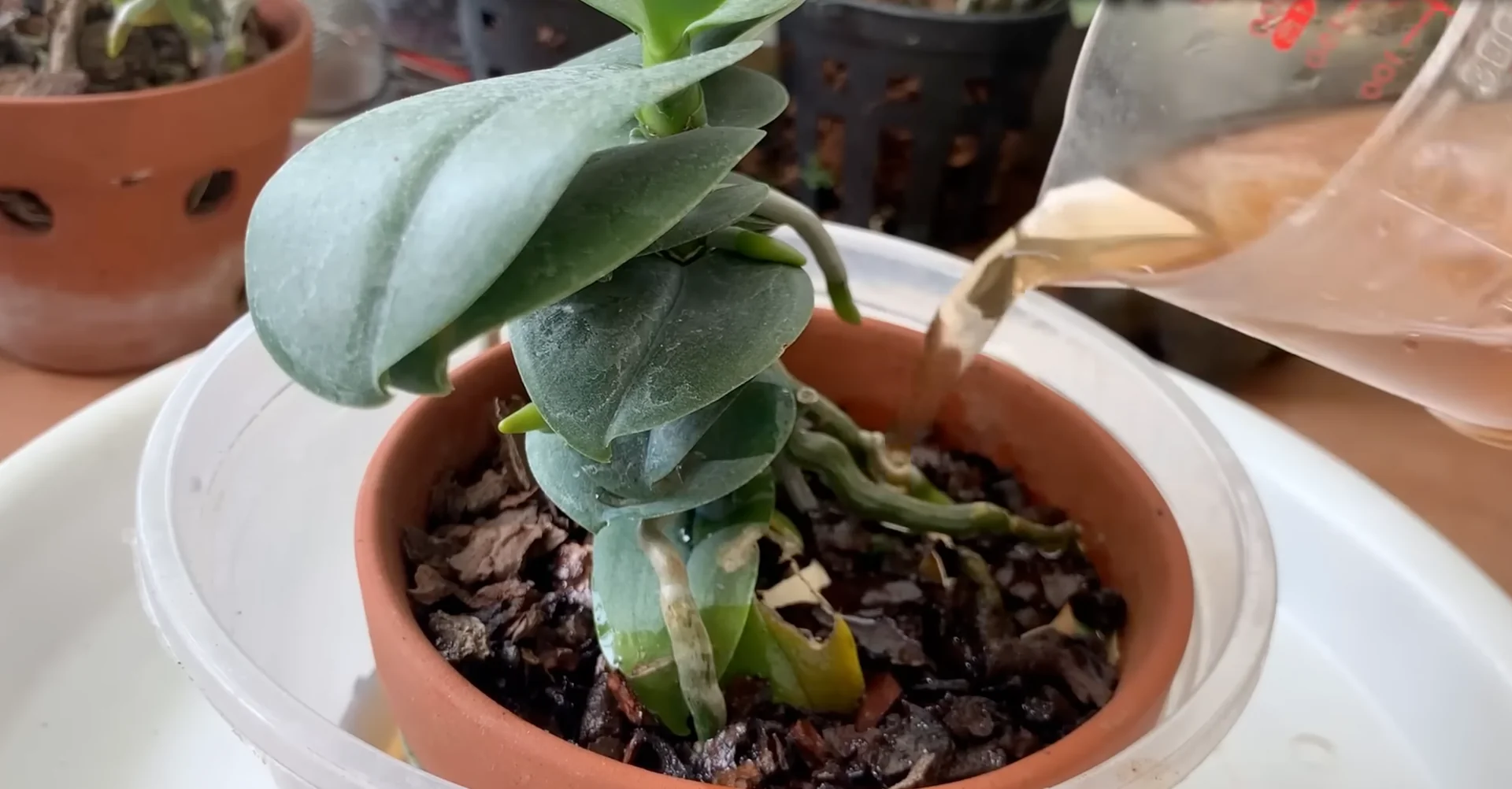 How to Use Coffee for Orchids Without Harming Them? screenshot 5