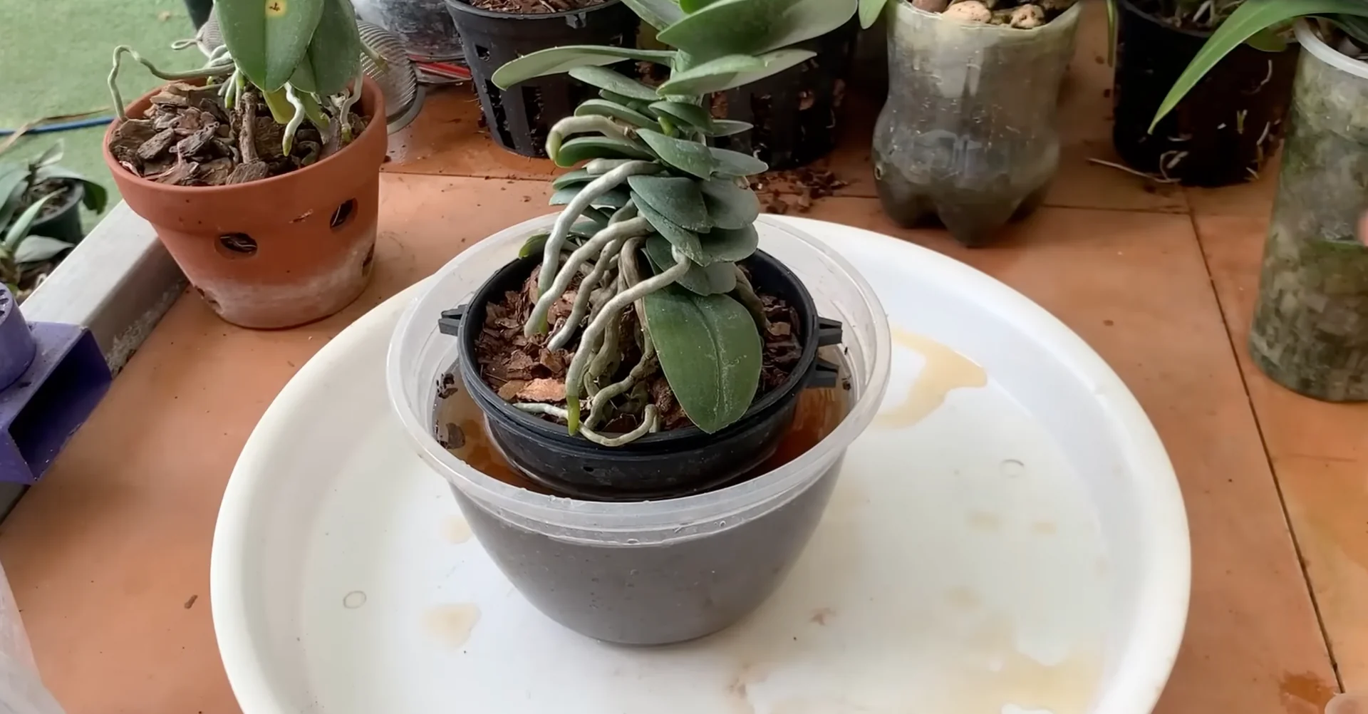 How to Use Coffee for Orchids Without Harming Them? screenshot 6