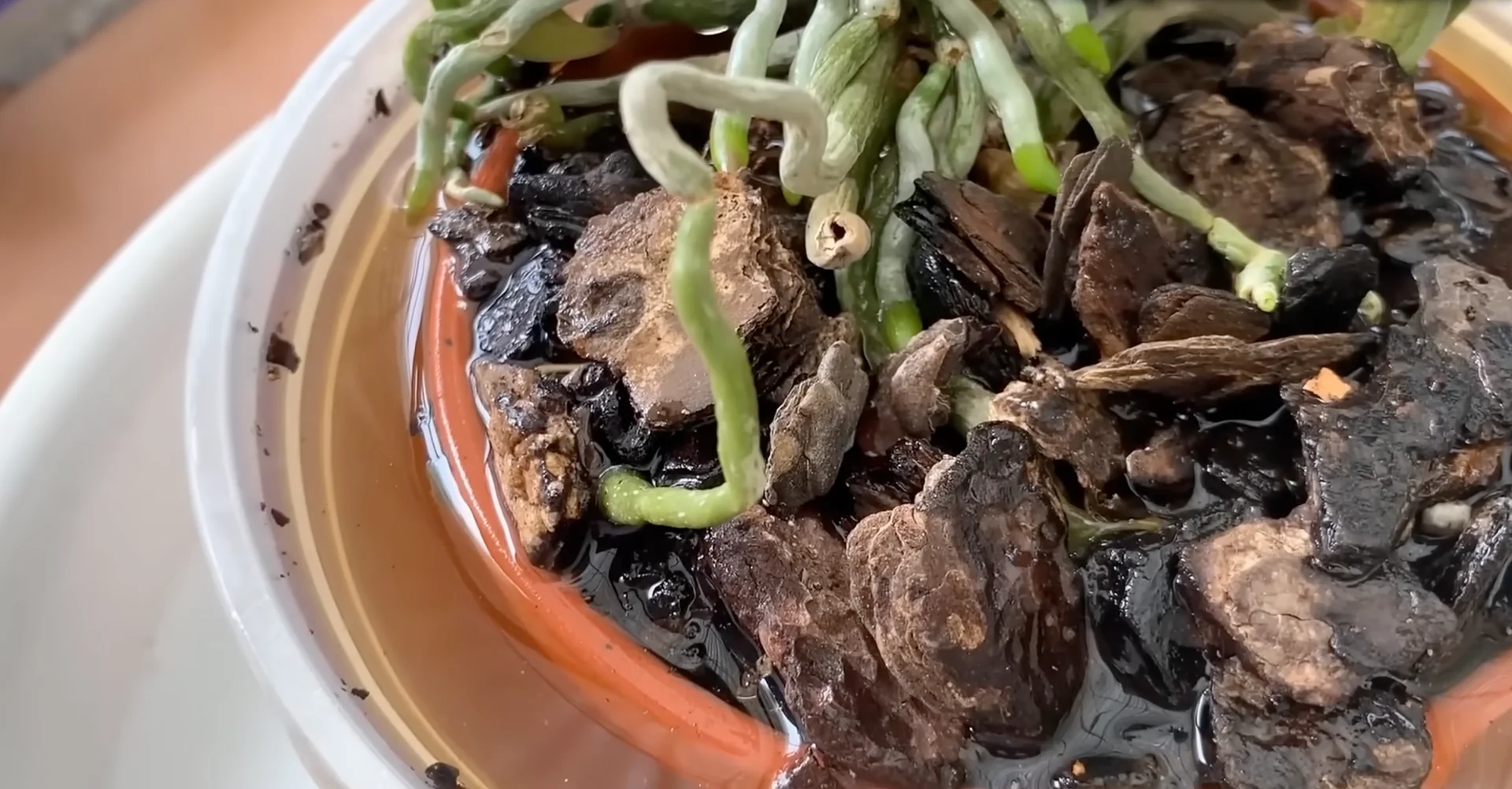 How to Use Coffee for Orchids Without Harming Them? screenshot 7